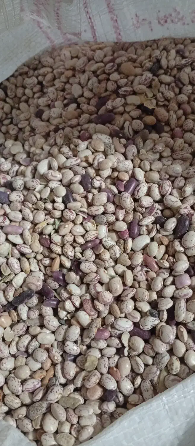 لوبیا چیتی تازه|خوردنی و آشامیدنی|شیراز, ریشمک|دیوار