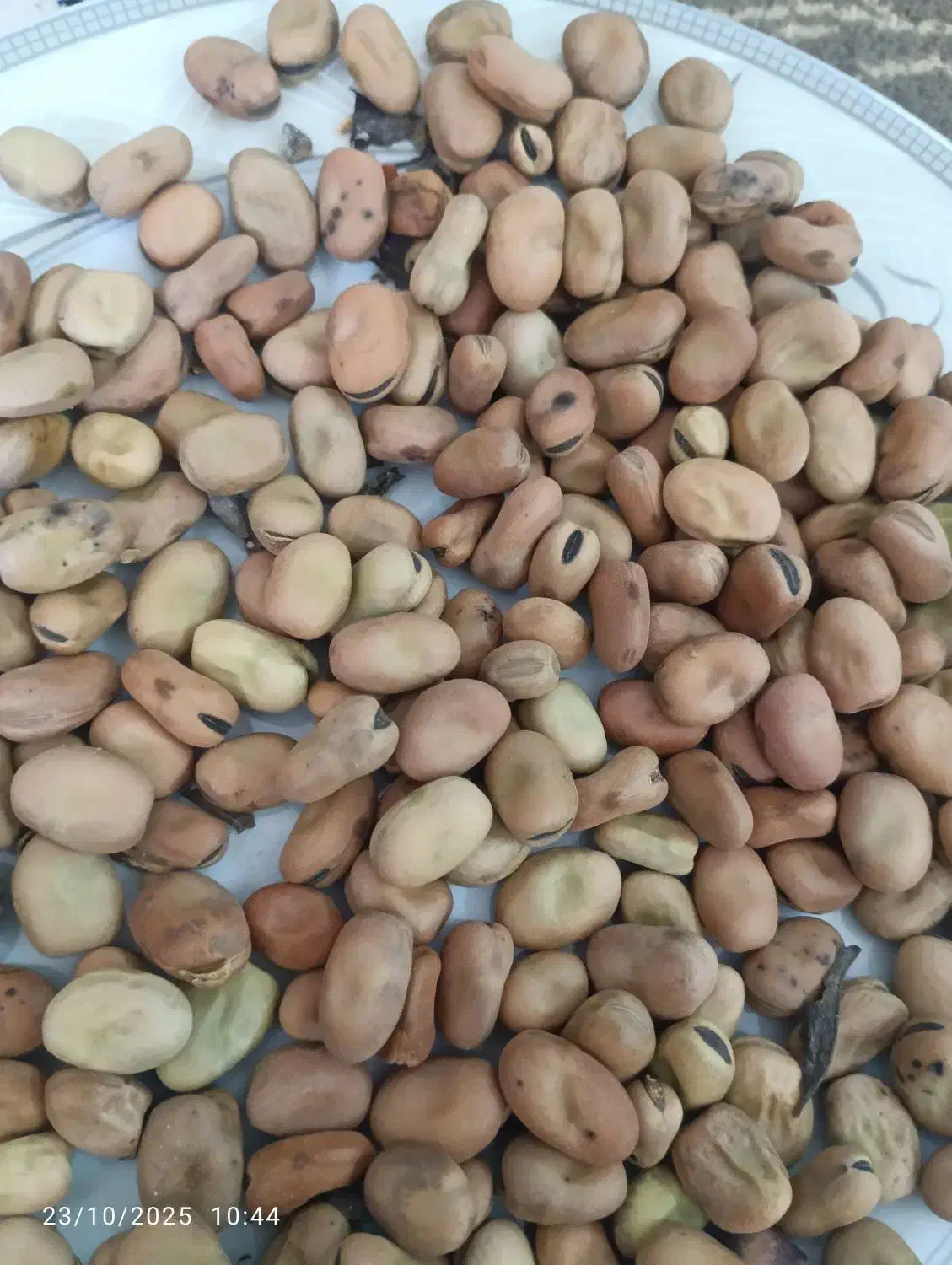 باقالی|خوردنی و آشامیدنی|نیشابور, شهرک بهارستان|دیوار