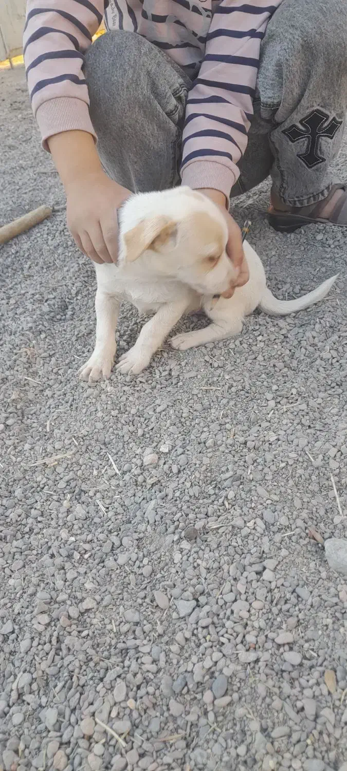 سگ پاکوتاه|سگ|قائن, |دیوار