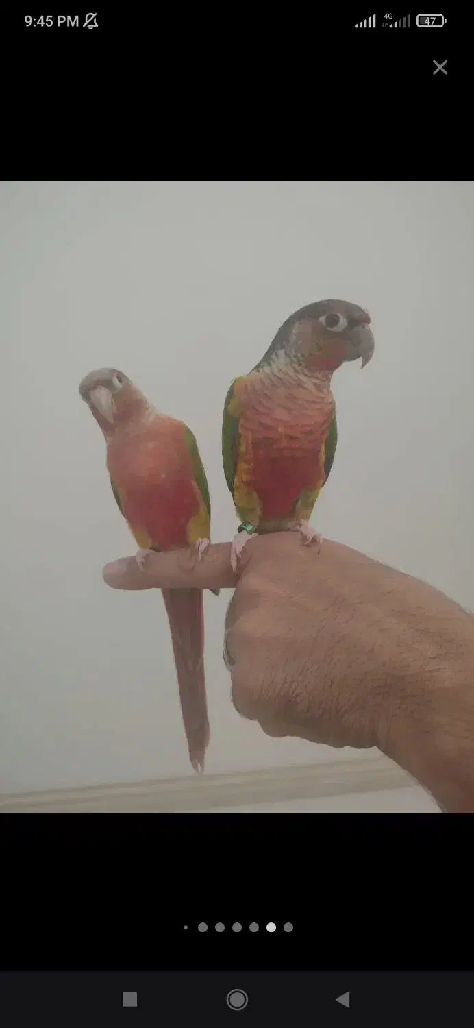 گرینچیک و عروس|پرنده|ساری, |دیوار