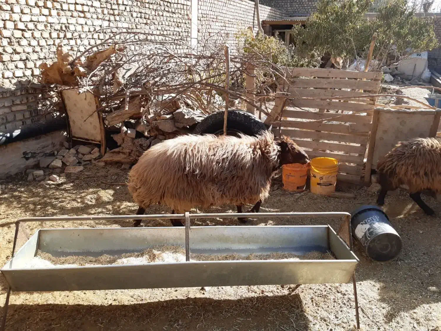 قوچ همو سه ساله|حیوانات مزرعه|سیستان, |دیوار