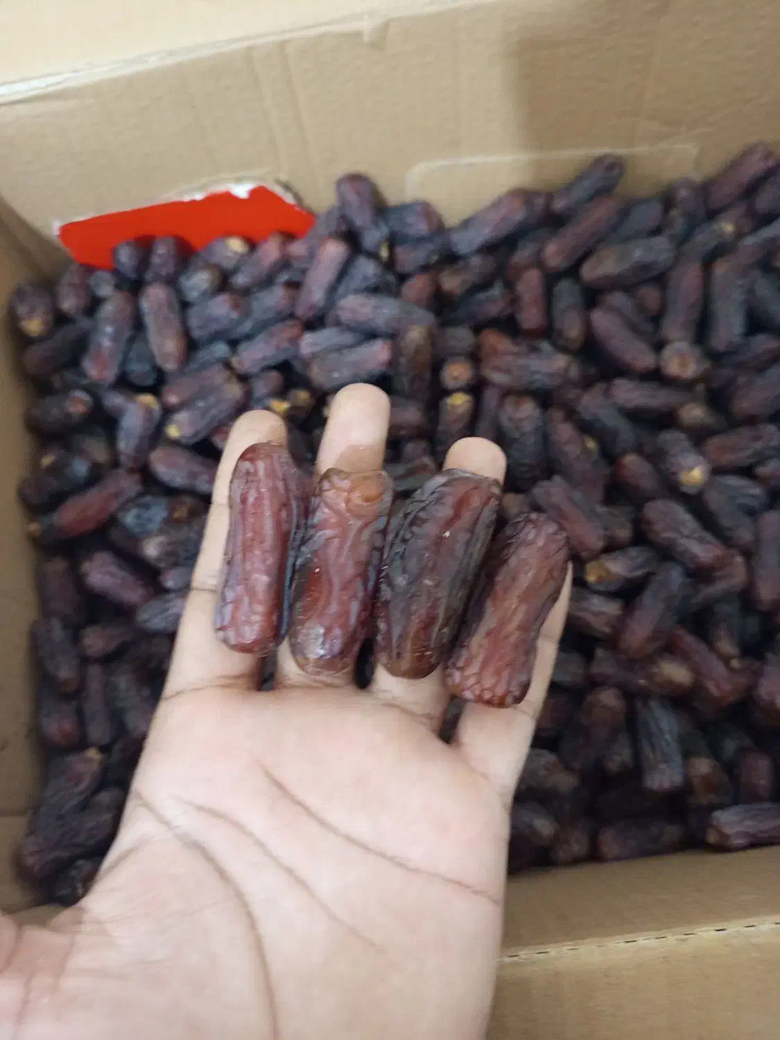 خرما پیاروم خاصویی و..|خوردنی و آشامیدنی|بندرعباس, |دیوار