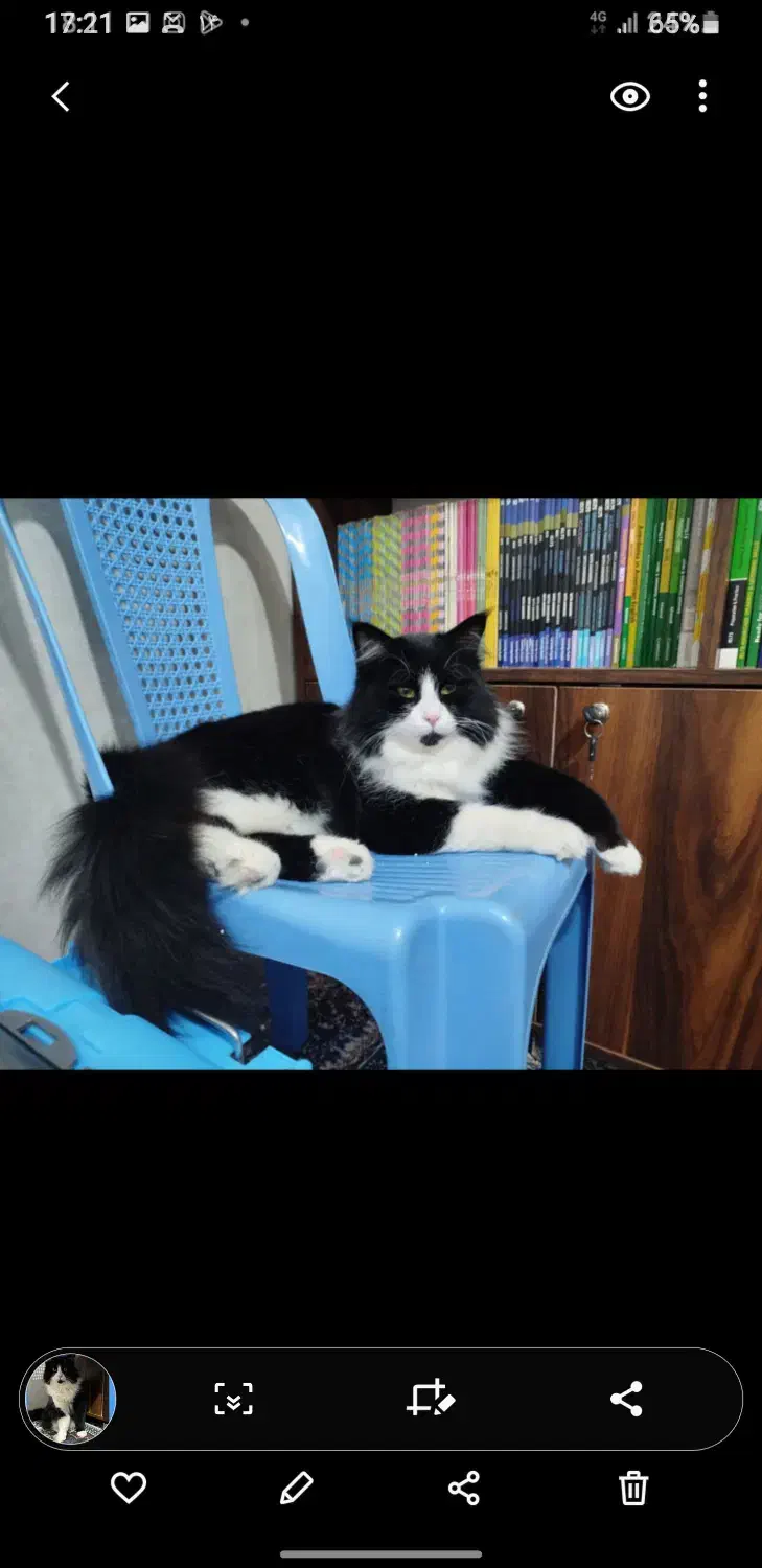 گربه|گربه|یزد, |دیوار