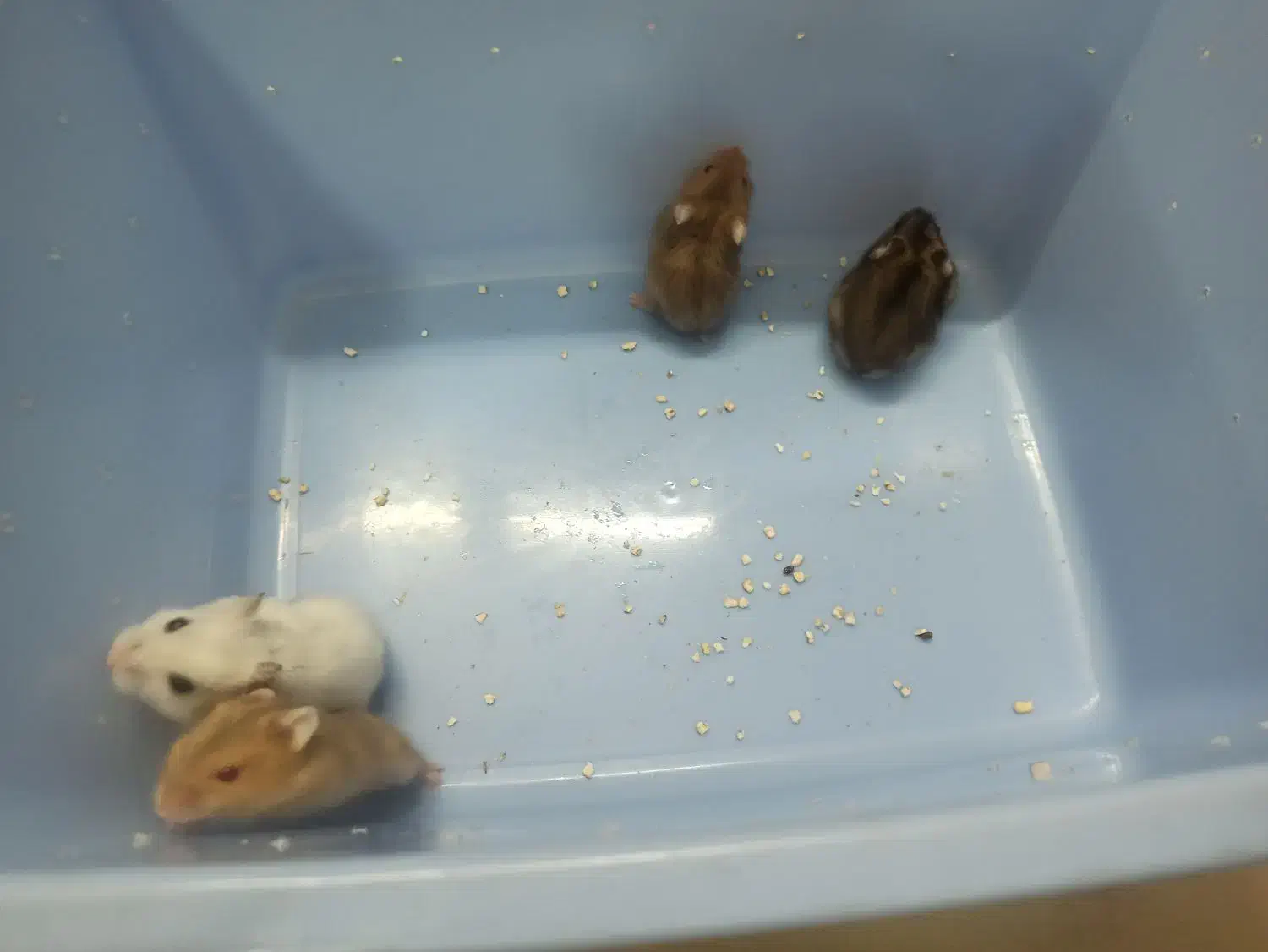 همستر مینیاتوری|موش و خرگوش|شیراز, قلعه نو|دیوار