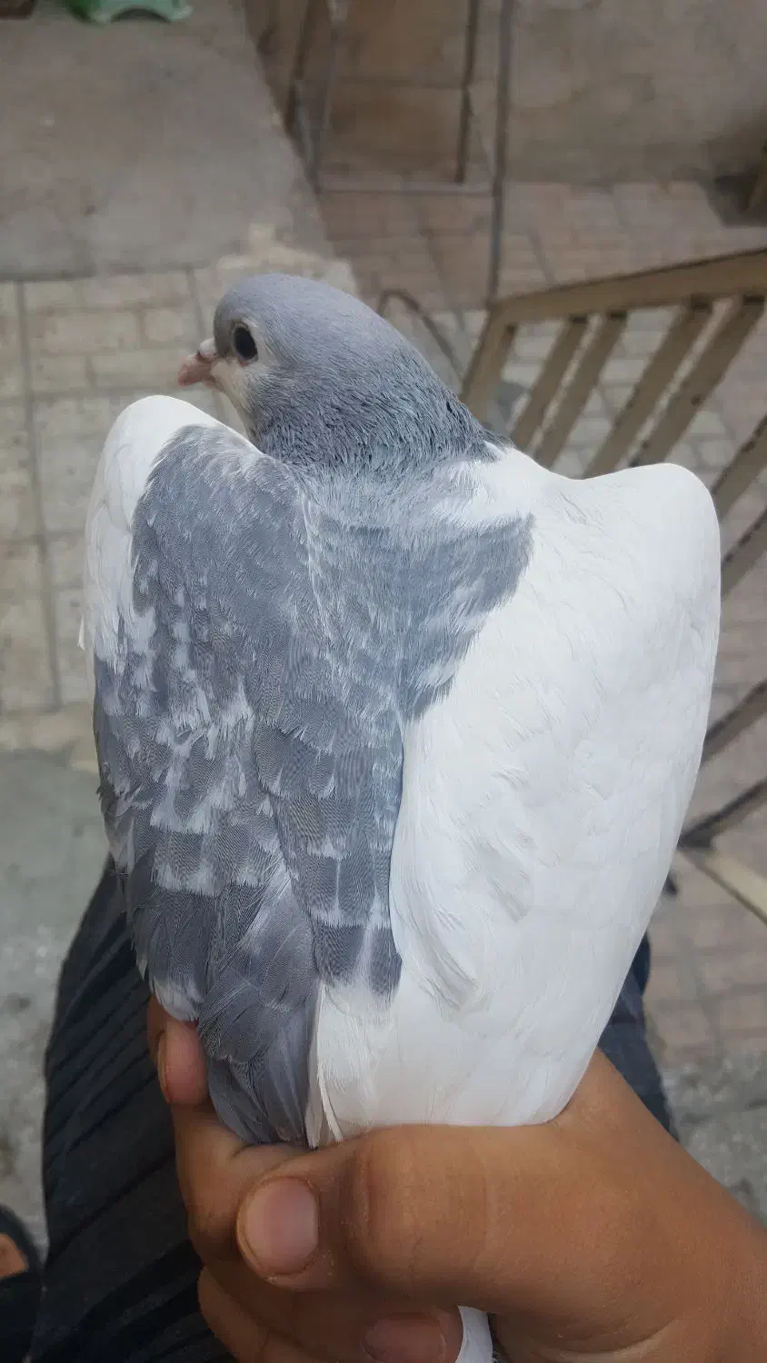 کفتر چپ|پرنده|مشهد, سجادیه|دیوار