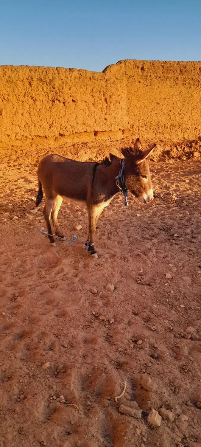 ماده خر|حیوانات مزرعه|تربت جام, میان جام|دیوار