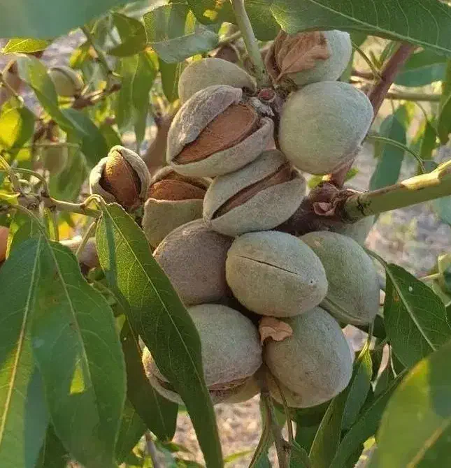 فروش نهال بادام زودبازده و پربار|خدمات باغبانی و درختکاری|اسدآباد, |دیوار