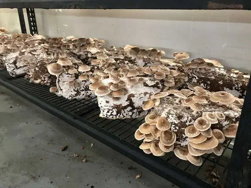 قارچ های دارویی و خوراکی|خوردنی و آشامیدنی|تهران, پیکان شهر|دیوار