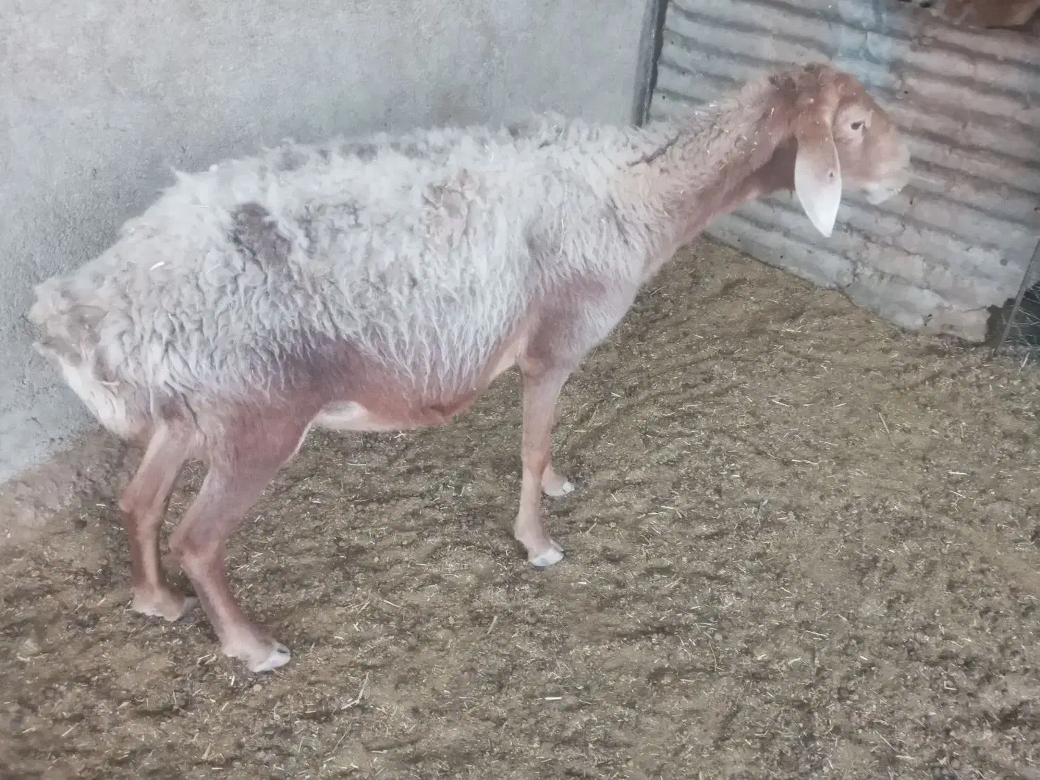 میش و بره|حیوانات مزرعه|سرپل ذهاب, |دیوار