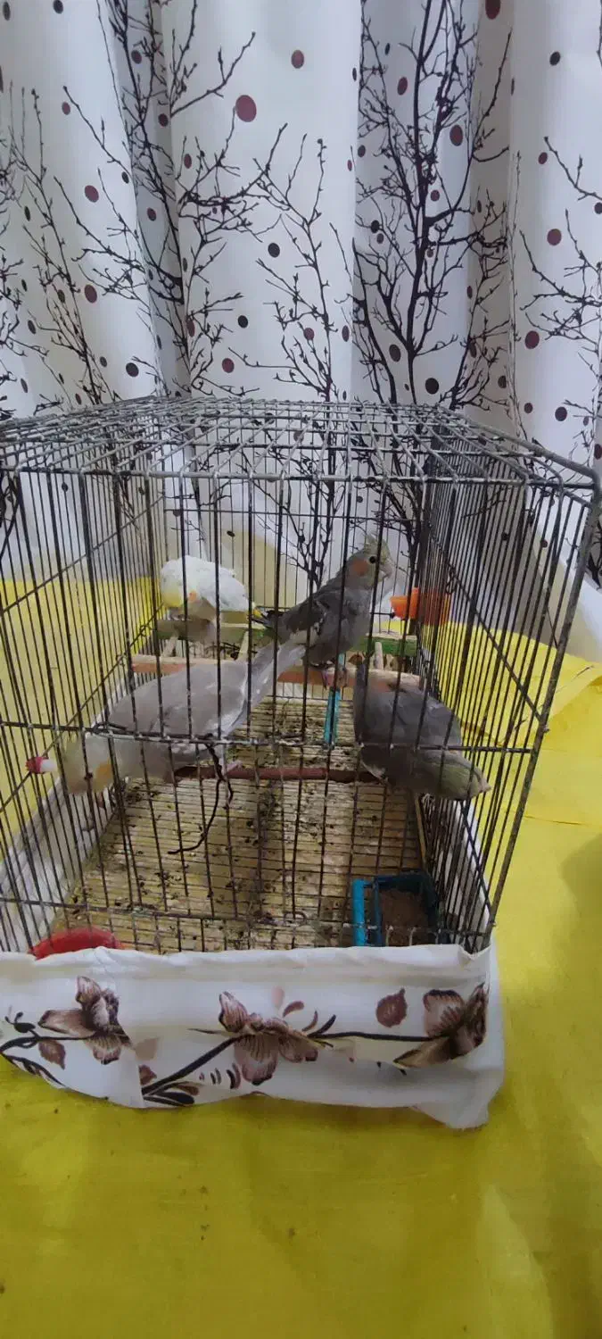 عروس هلندی|پرنده|عجب شیر, |دیوار