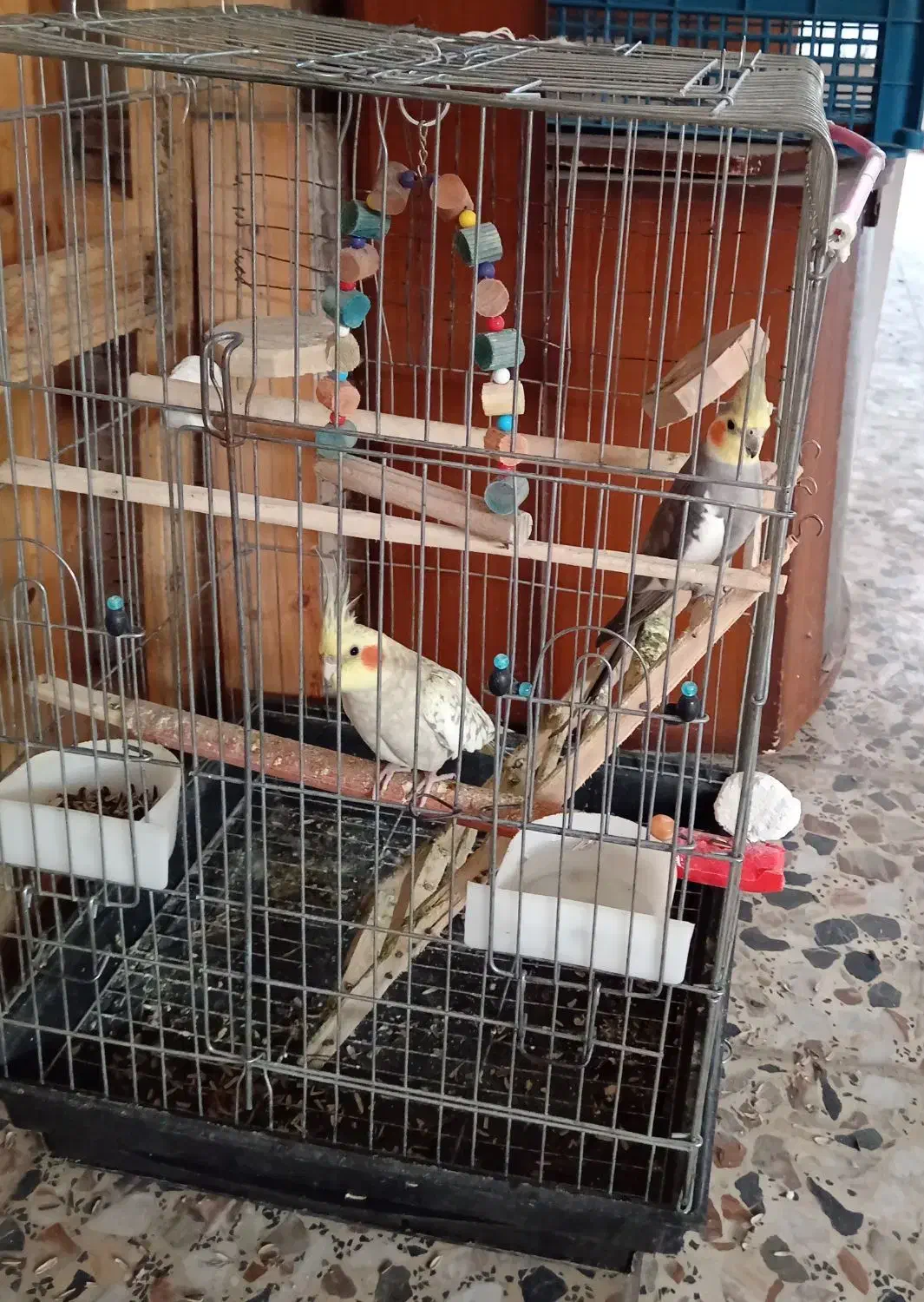 یک جفت عروس هلندی با قفس سخنگو|پرنده|ساری, |دیوار