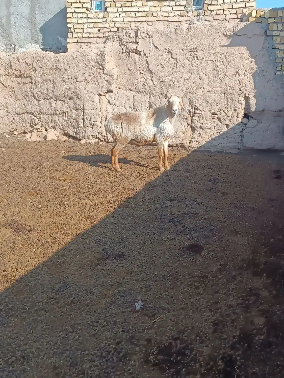 قوچ‌ افغان|حیوانات مزرعه|بشاریات, |دیوار