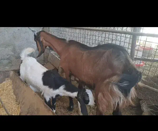 میش و بره و بز و کهره|حیوانات مزرعه|زرند, |دیوار