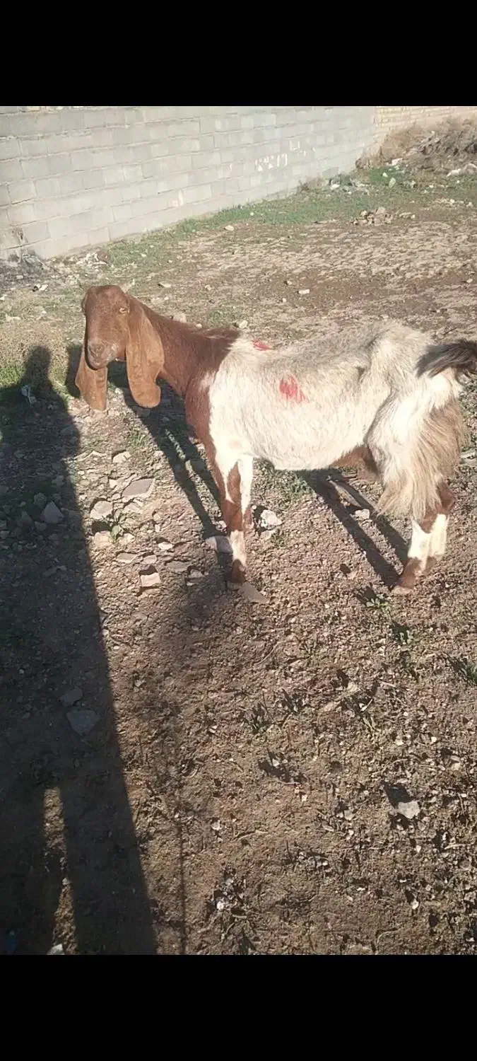 بزهیکلی|حیوانات مزرعه|تایباد, |دیوار