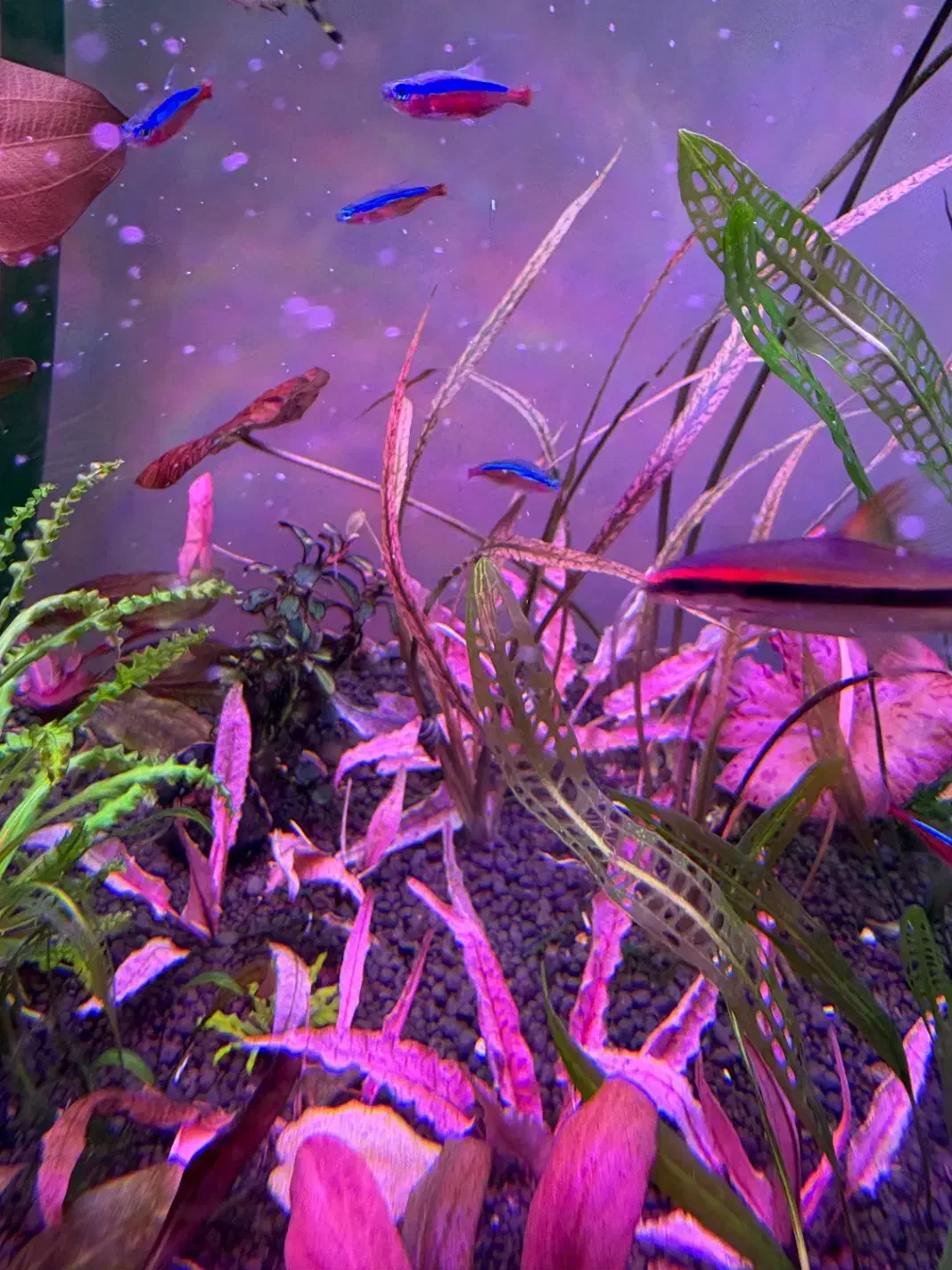 گیاه پلنت|ماهی|تهران, منیریه|دیوار