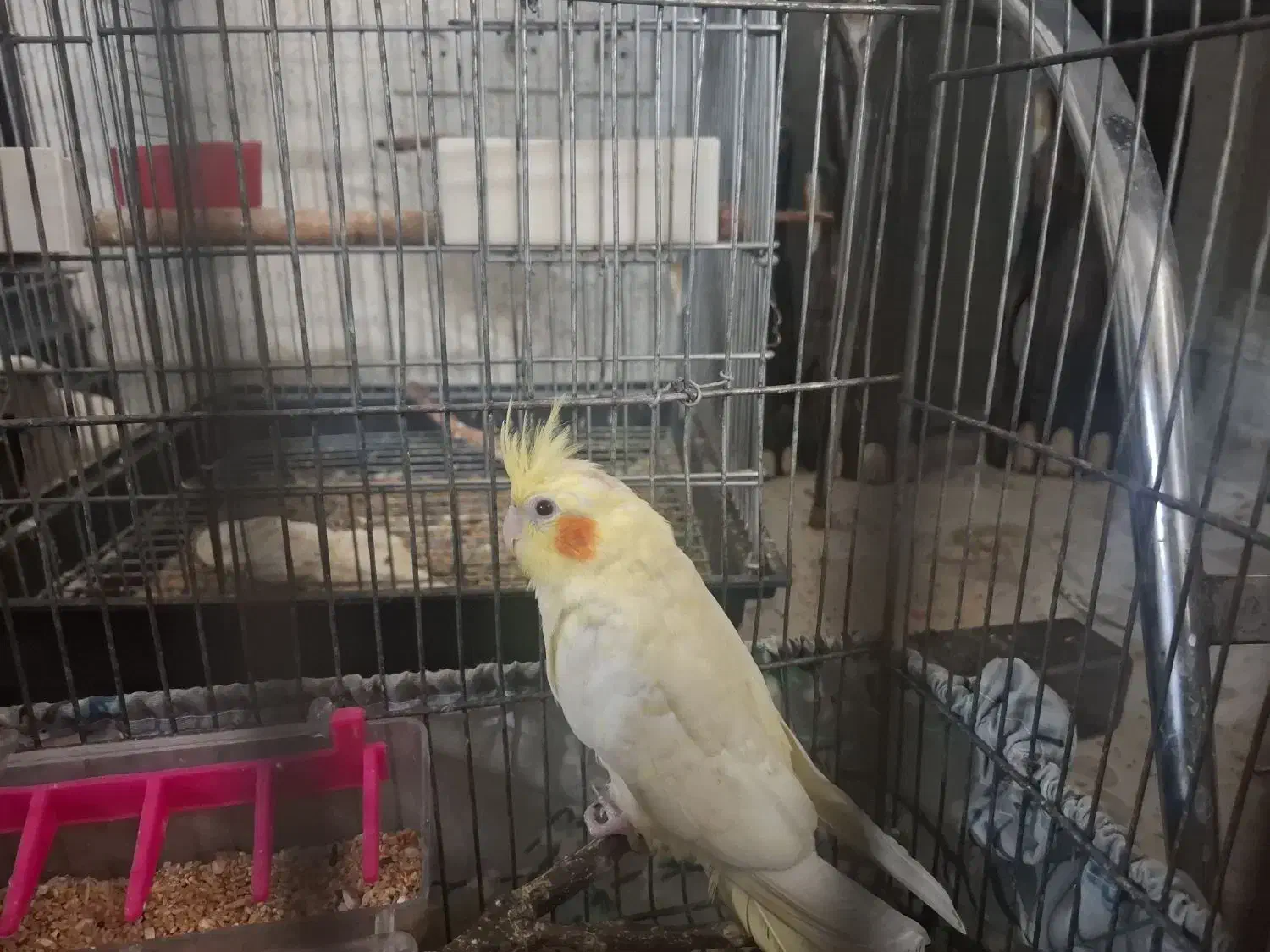 عروس هلندی|پرنده|شهریار, کهنز|دیوار