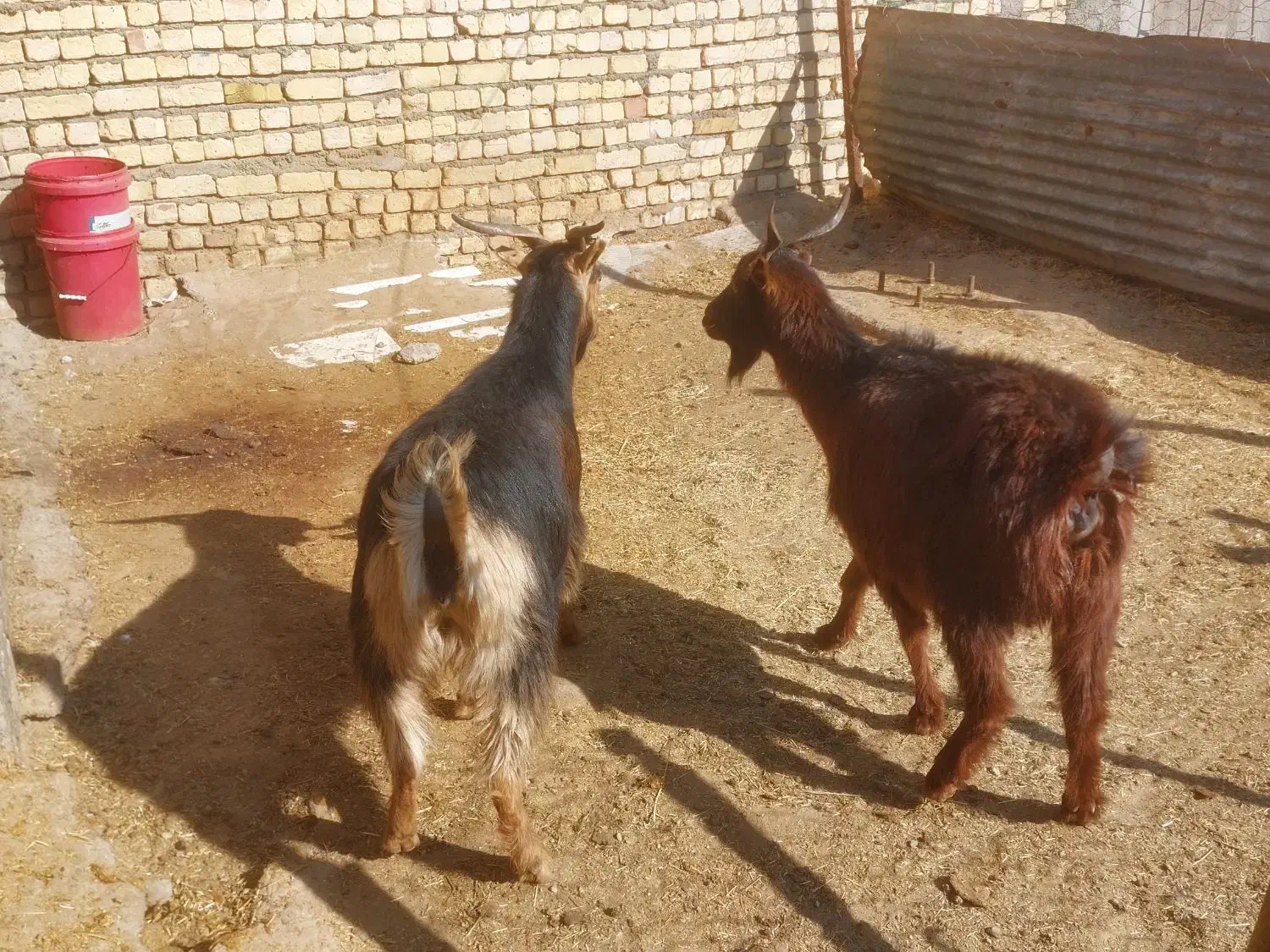 بز بزغاله چاق گوشتی|حیوانات مزرعه|کرج, استاندارد|دیوار