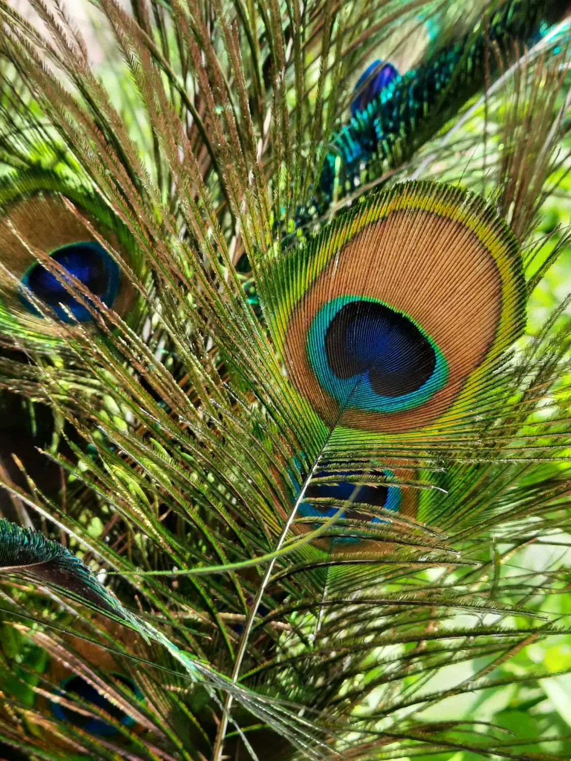 پرطاووس طبیعی|صنایع دستی و سایر لوازم تزئینی|رشت, هلال احمر|دیوار