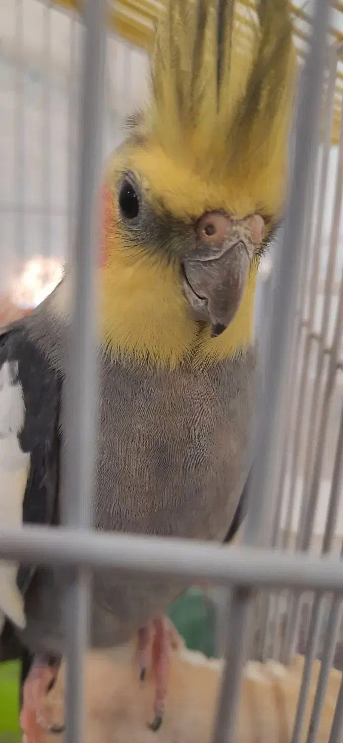 عروس هلندی نر وماده سالم|پرنده|اردبیل, |دیوار