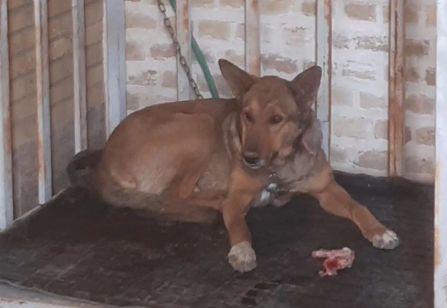 سگ نگهبان|سگ|اردکان, |دیوار