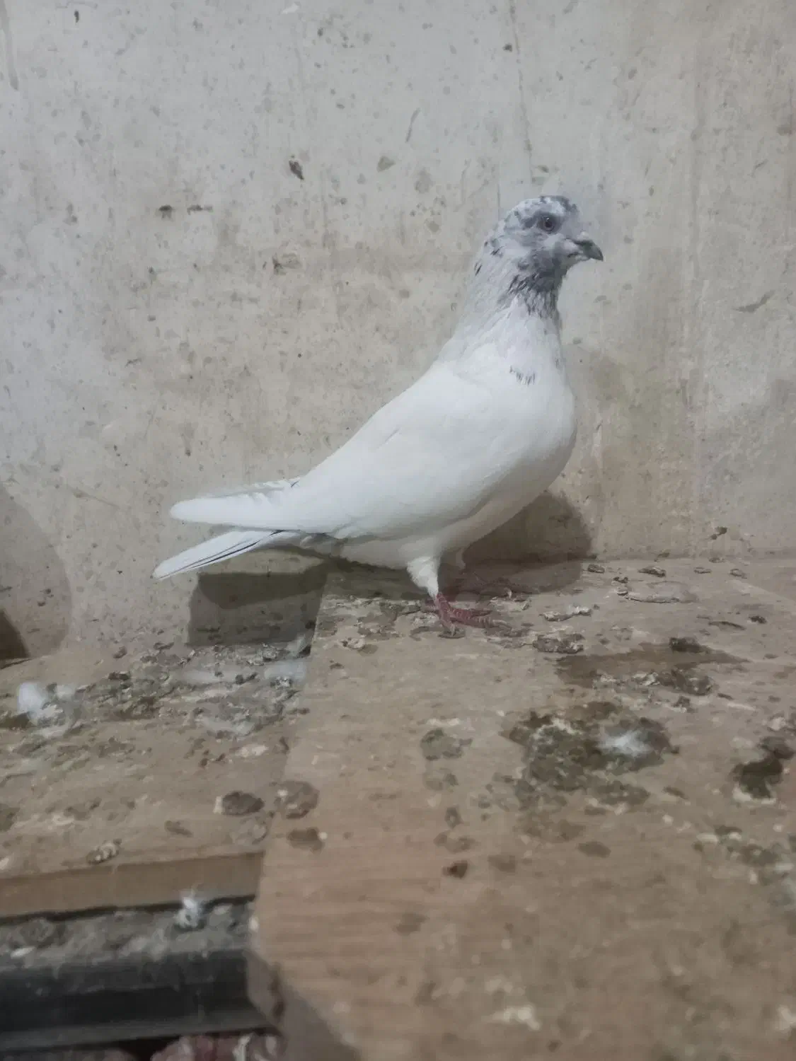 طوقی نر|پرنده|اردبیل, |دیوار