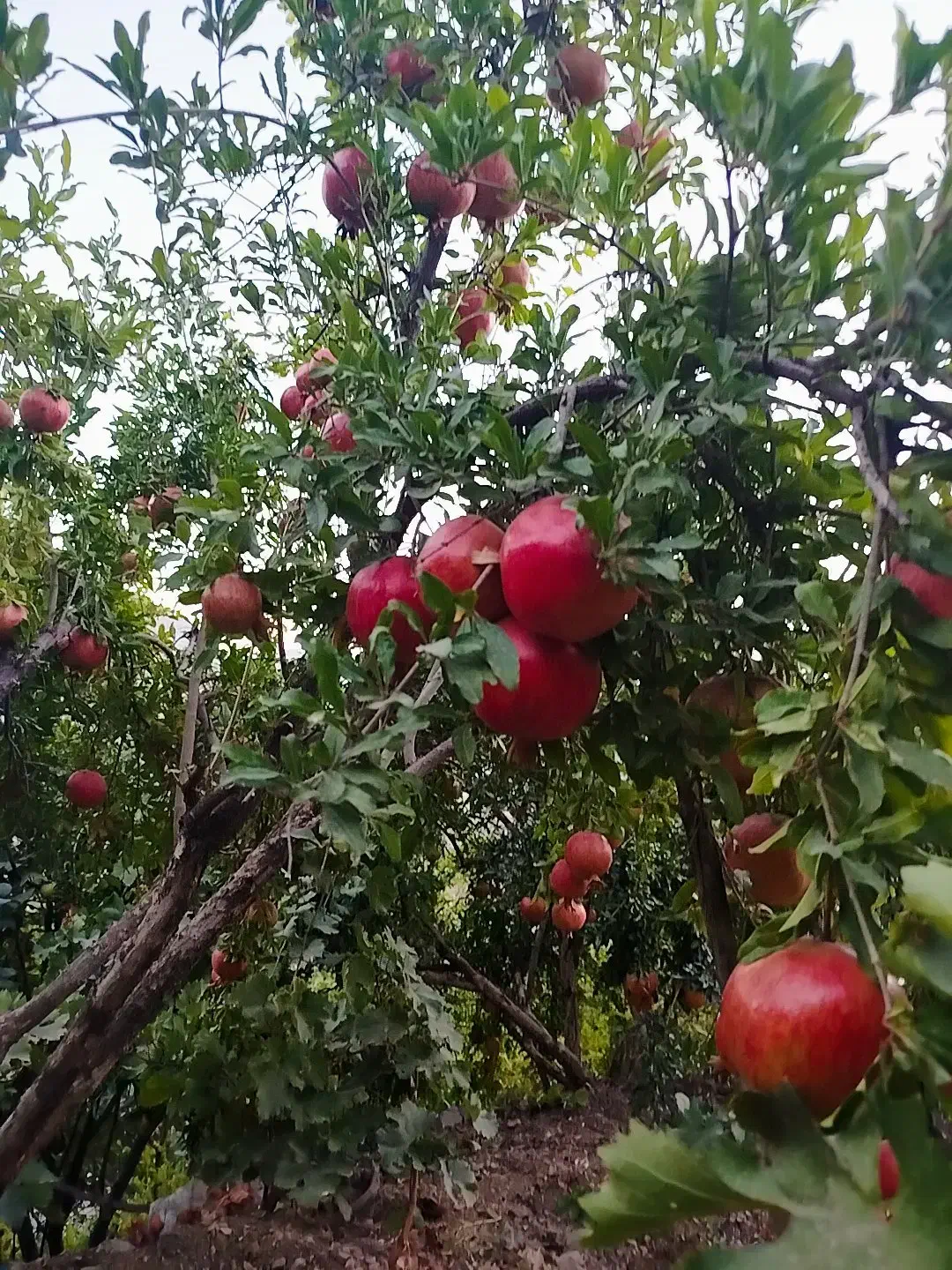 انار درجه 1|خوردنی و آشامیدنی|سروآباد, |دیوار
