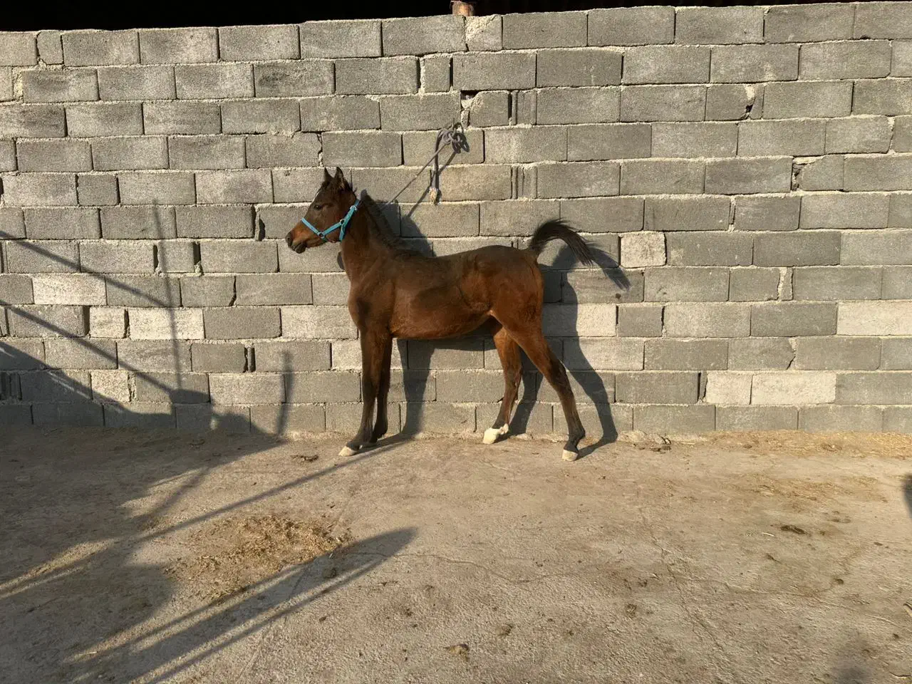 فروشکرهنریانعرببامدارک|اسب و تجهیزات اسبسواری|ایلام, |دیوار