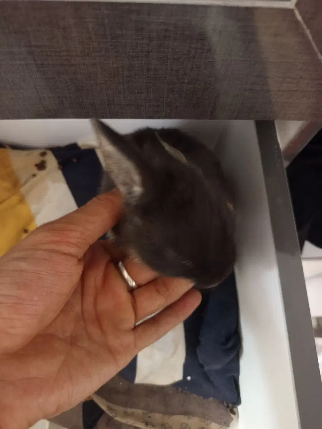 خرگوش خانگی|موش و خرگوش|بجنورد, |دیوار