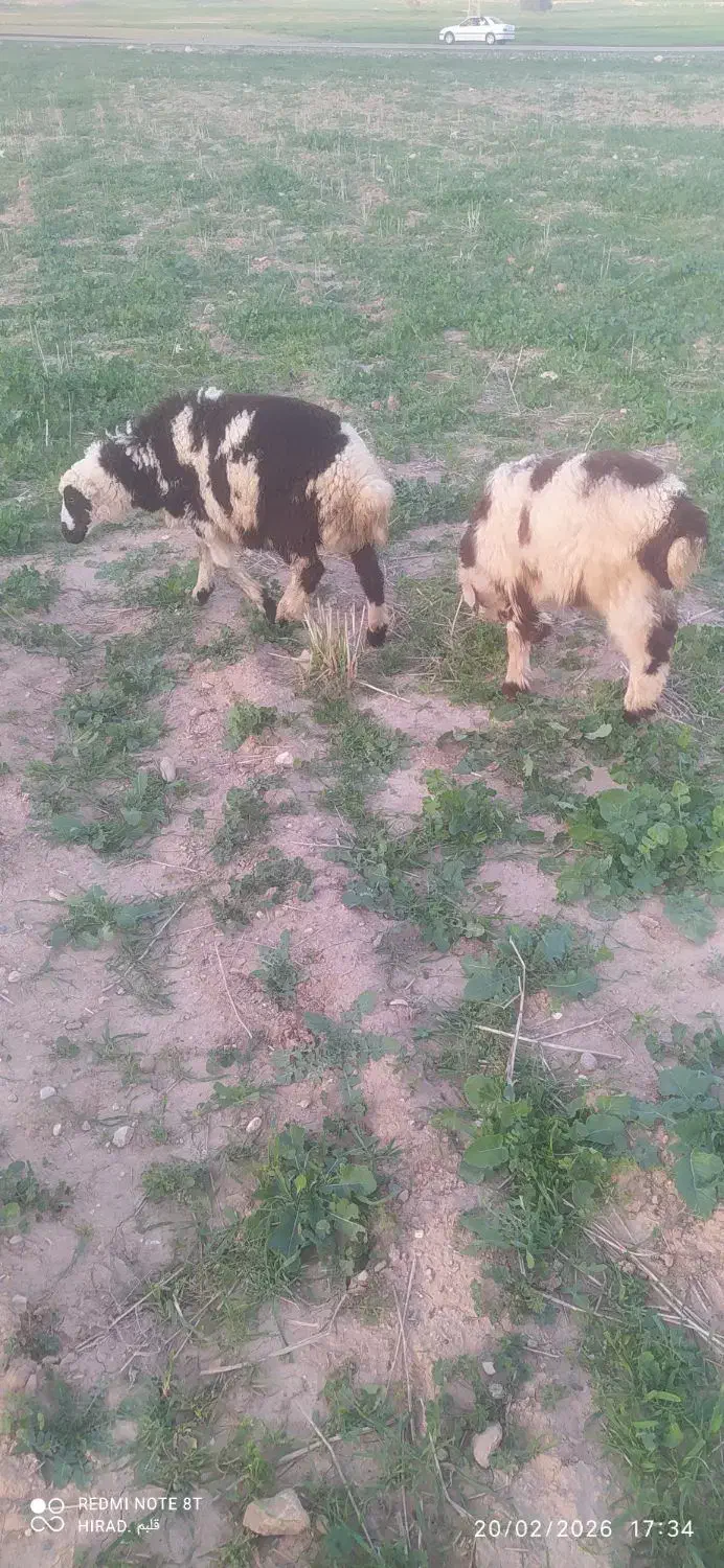 میش و بره|حیوانات مزرعه|اندیمشک, |دیوار