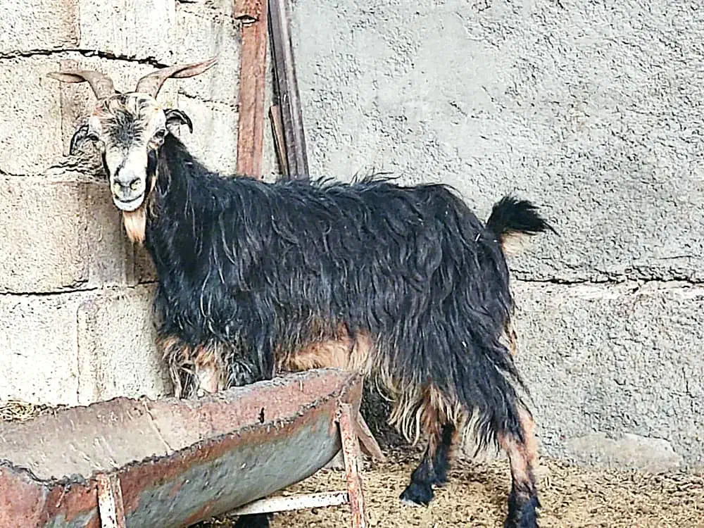 ۲بز،ترکی آبستن در وحدتیه|حیوانات مزرعه|وحدتیه, |دیوار