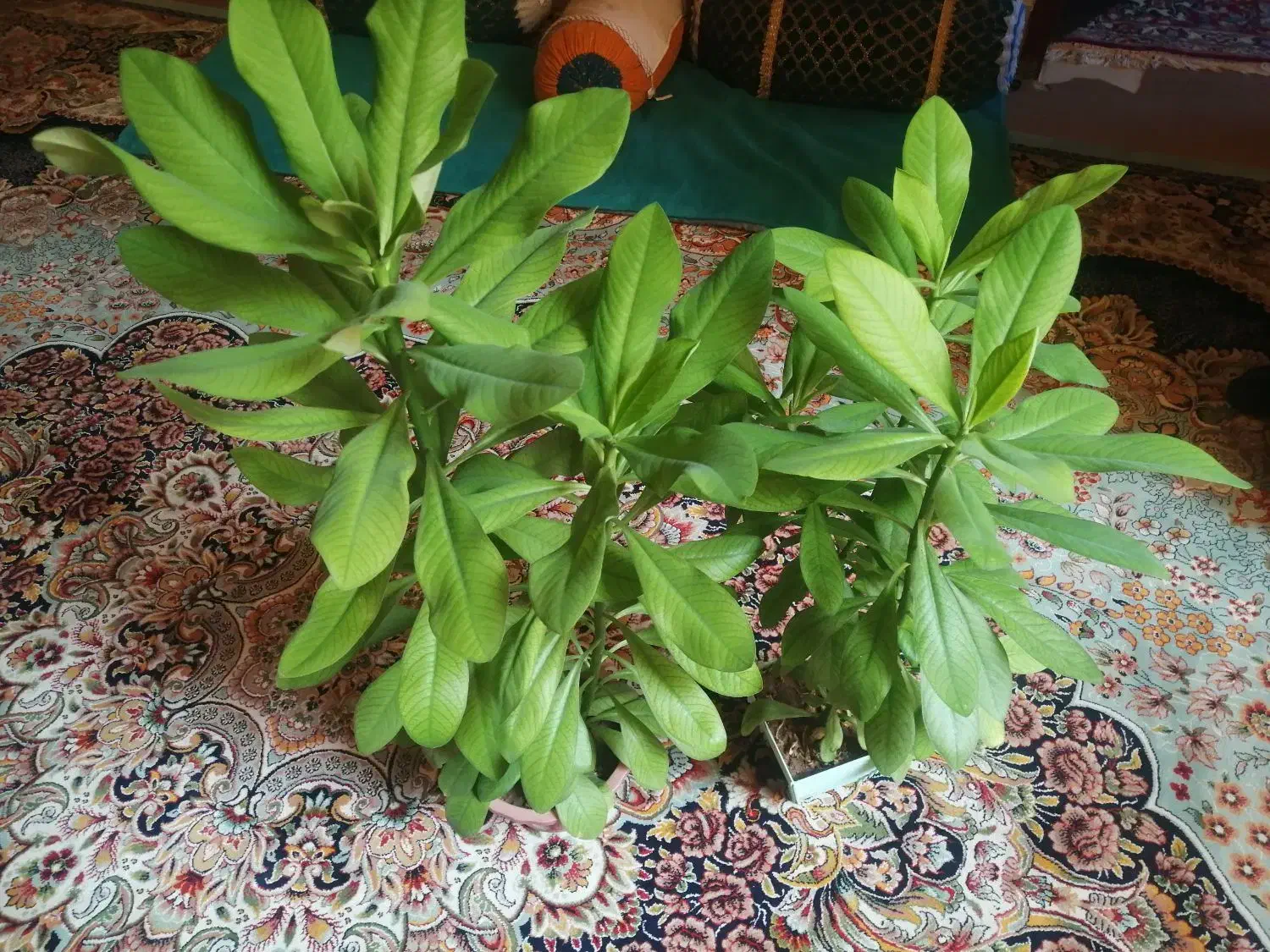 گل اپارتمانی|گل و گیاه طبیعی|یاسوج, |دیوار