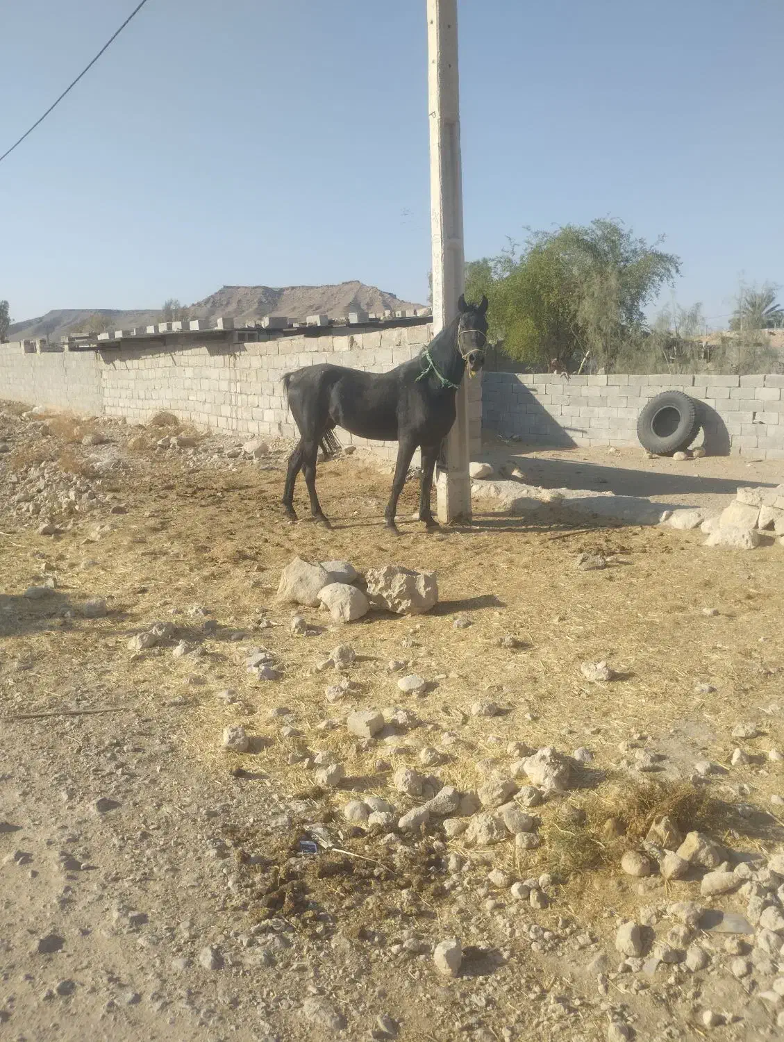 فروش نریون مشکی خوشکل شیش دنگ|اسب و تجهیزات اسبسواری|ایزدخواست, |دیوار