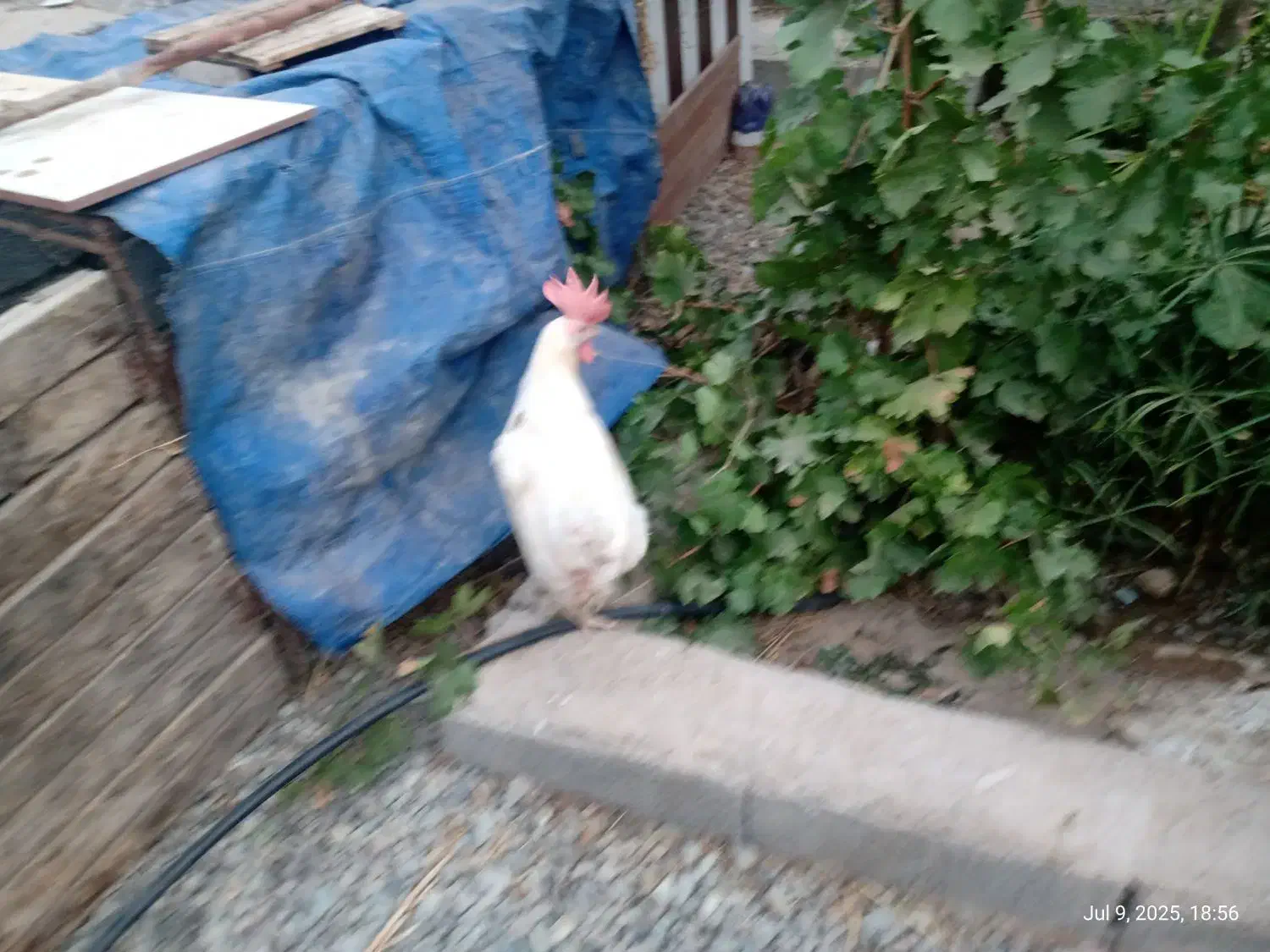 مرغ سفید قربانی|حیوانات مزرعه|شهریار, رنگرز|دیوار