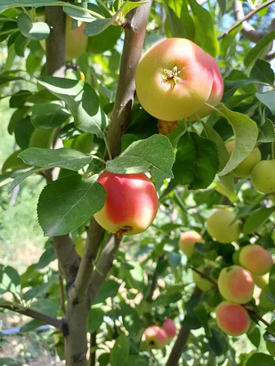 باغ چاردیواری بابرق و چاه شخصی|فروش دفتر صنعتی، کشاورزی، تجاری|بناب, |دیوار