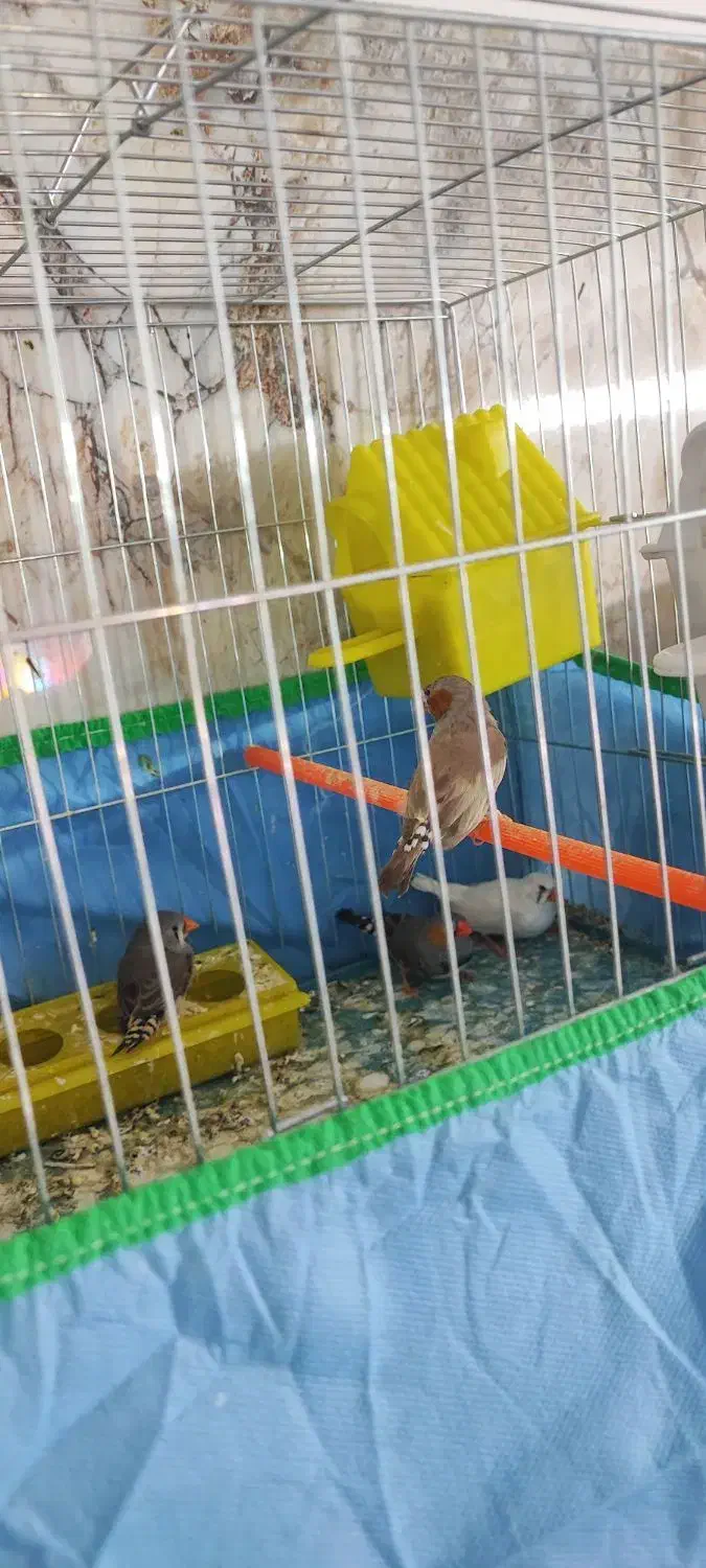 فروشی دو جفت - جفتی 250|پرنده|اردکان, |دیوار