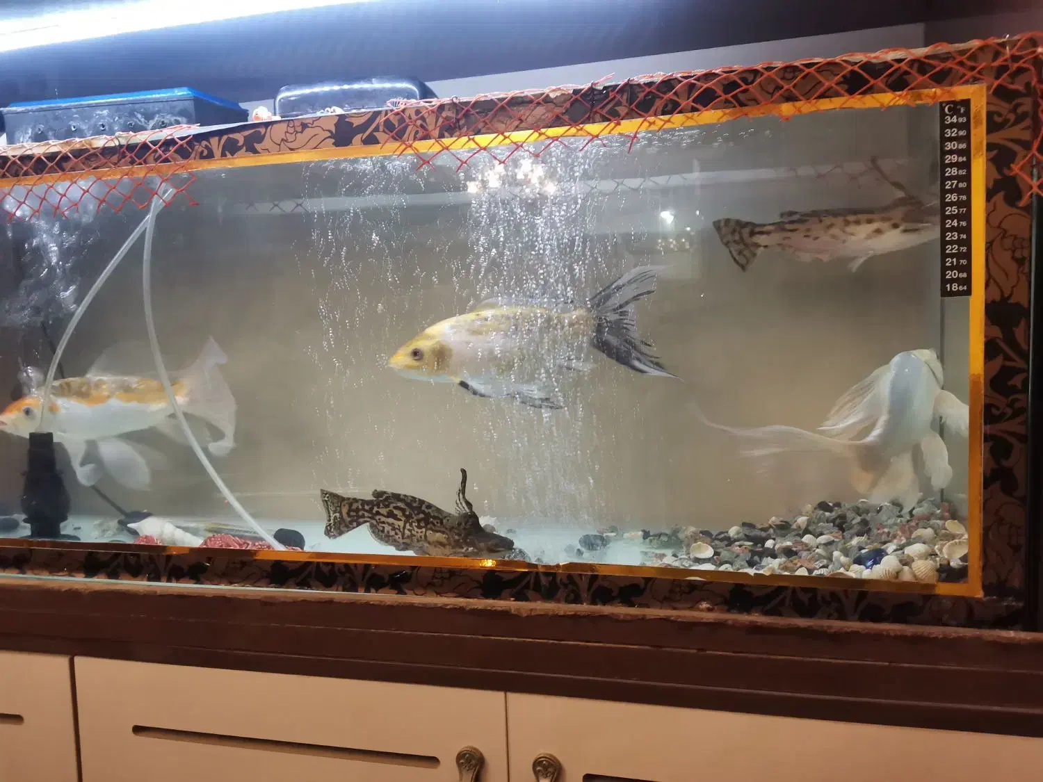 آکواریوم|ماهی|تبریز, |دیوار