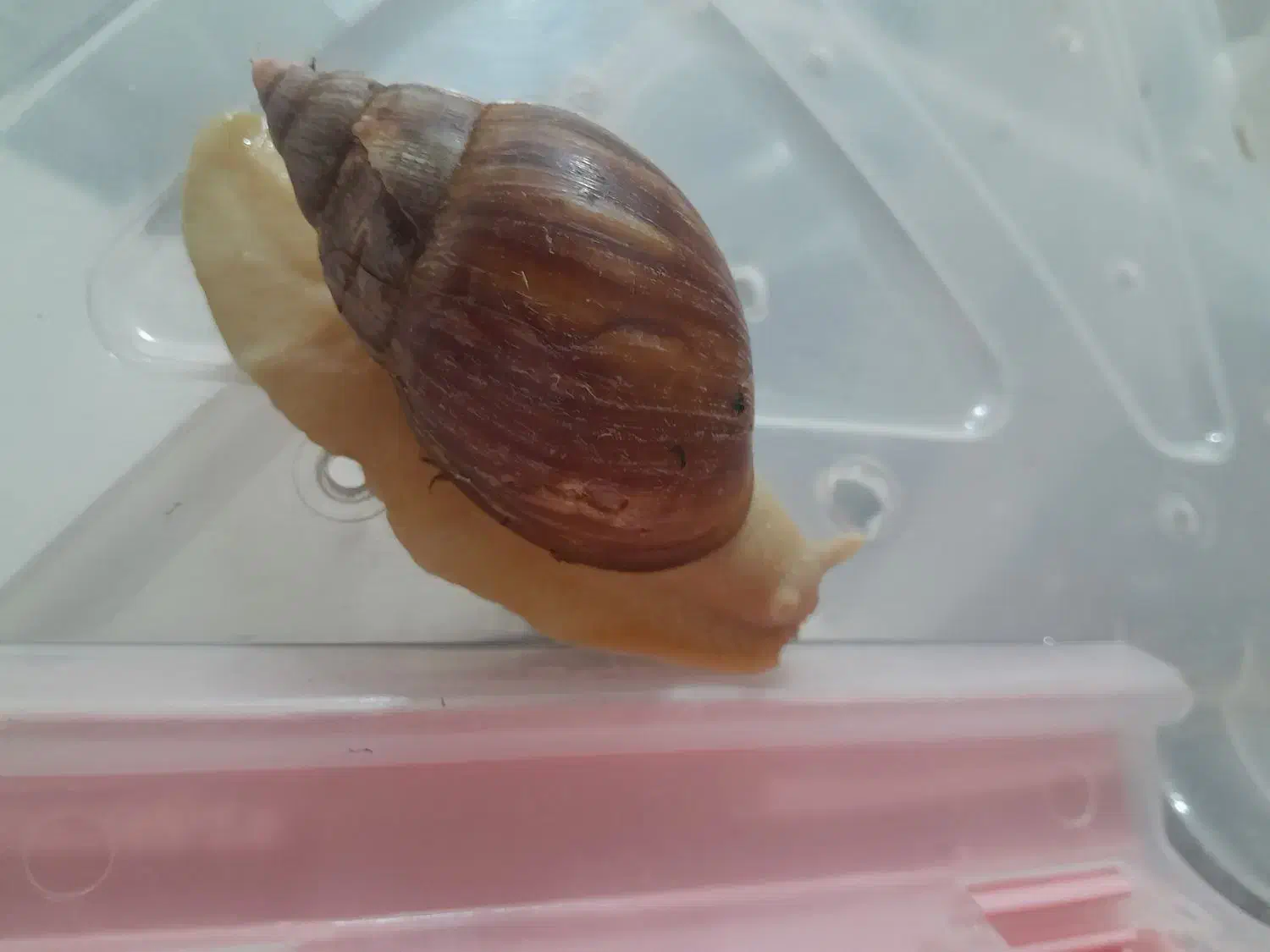 حلزون واگذاری|خزنده|مشهد, امیریه|دیوار