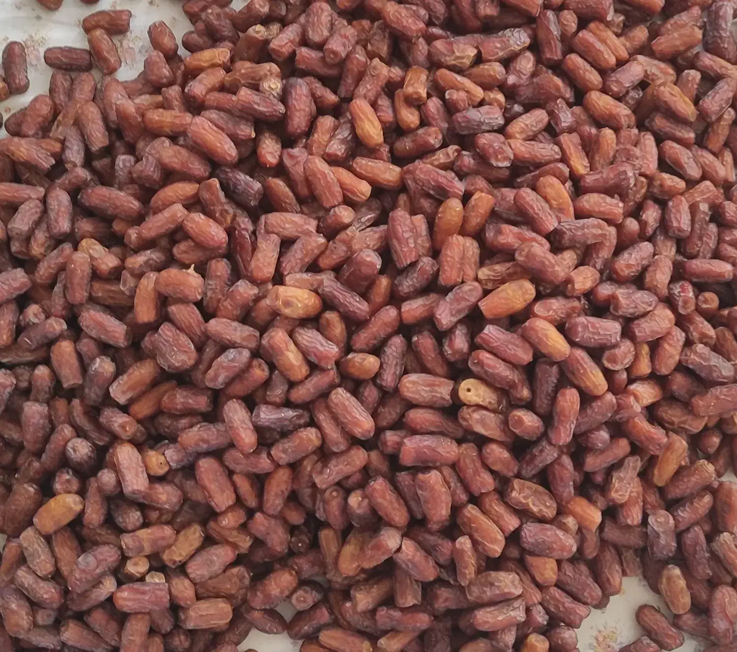 فروش خرمای پیارم|خوردنی و آشامیدنی|یزد, |دیوار