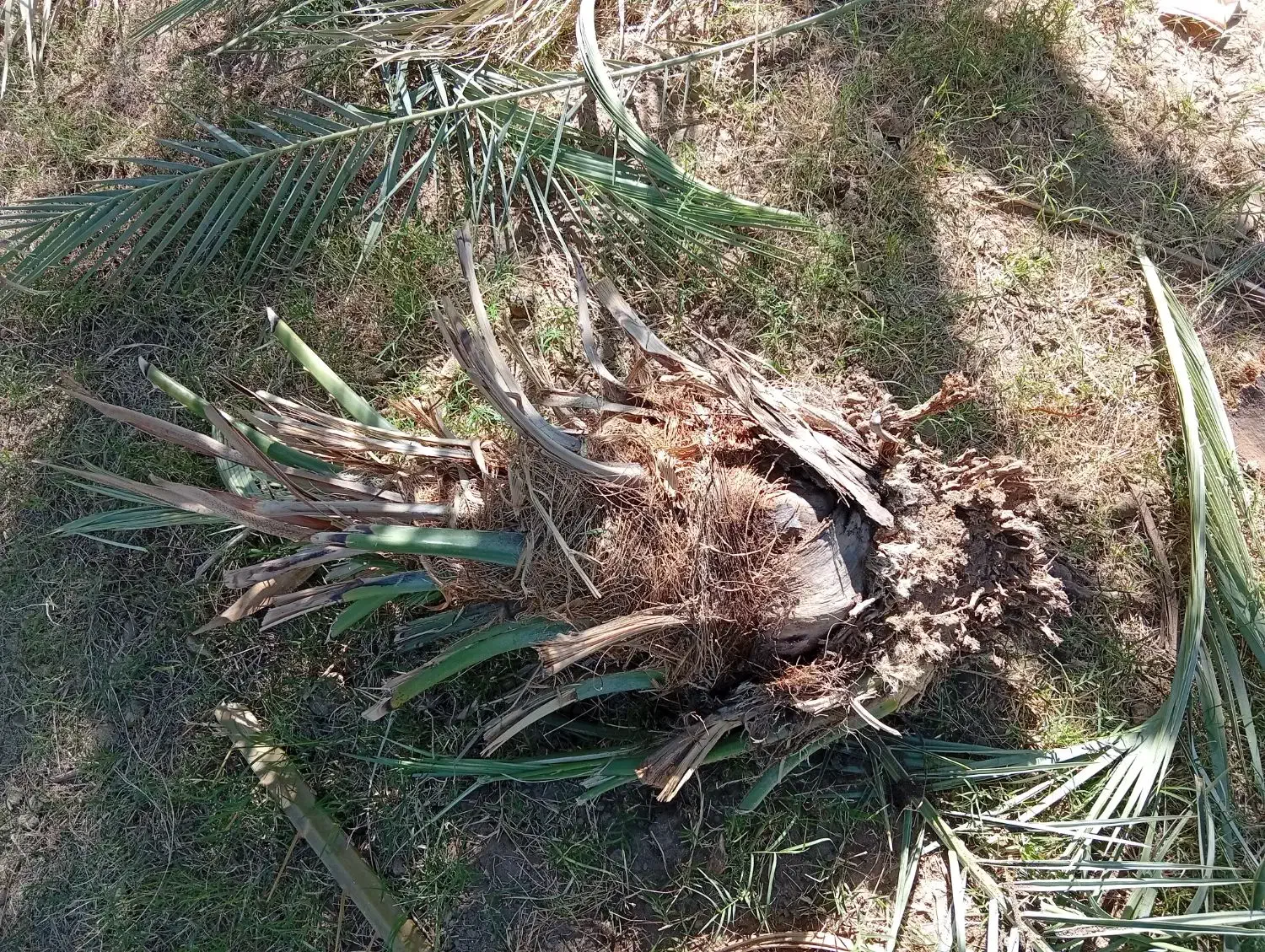 پاجوش|گل و گیاه طبیعی|گنبکی, |دیوار