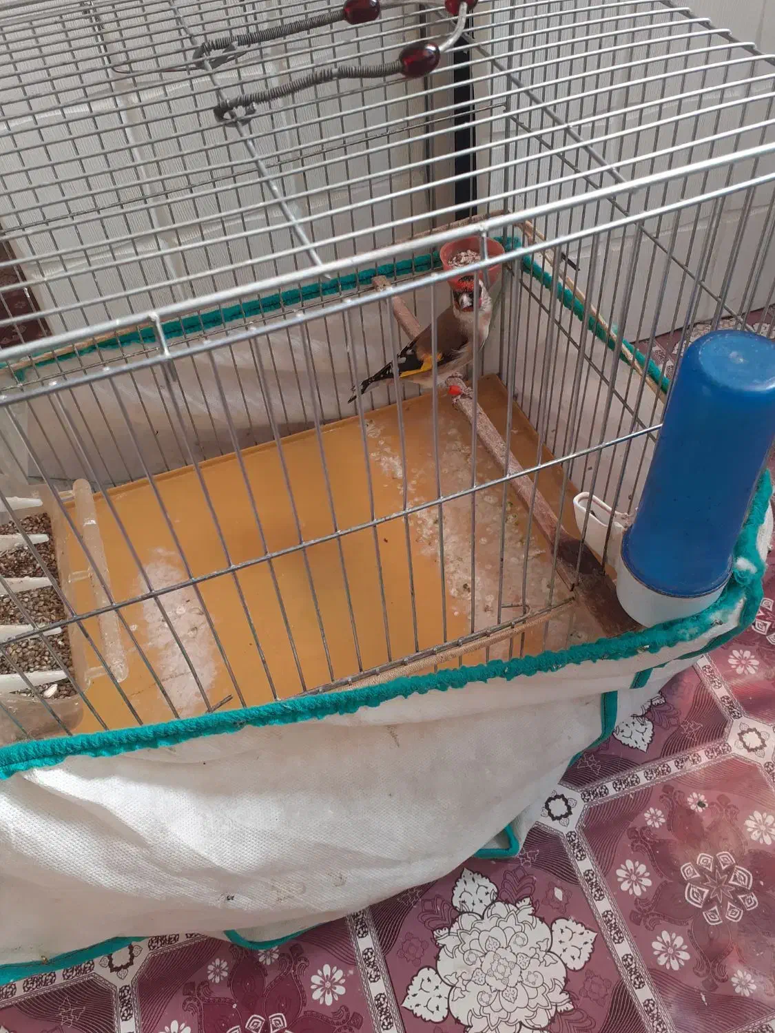 ماده سهره متولدقفس داغسر|پرنده|هرسین, |دیوار