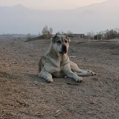 سگ ماده|سگ|یامچی, |دیوار