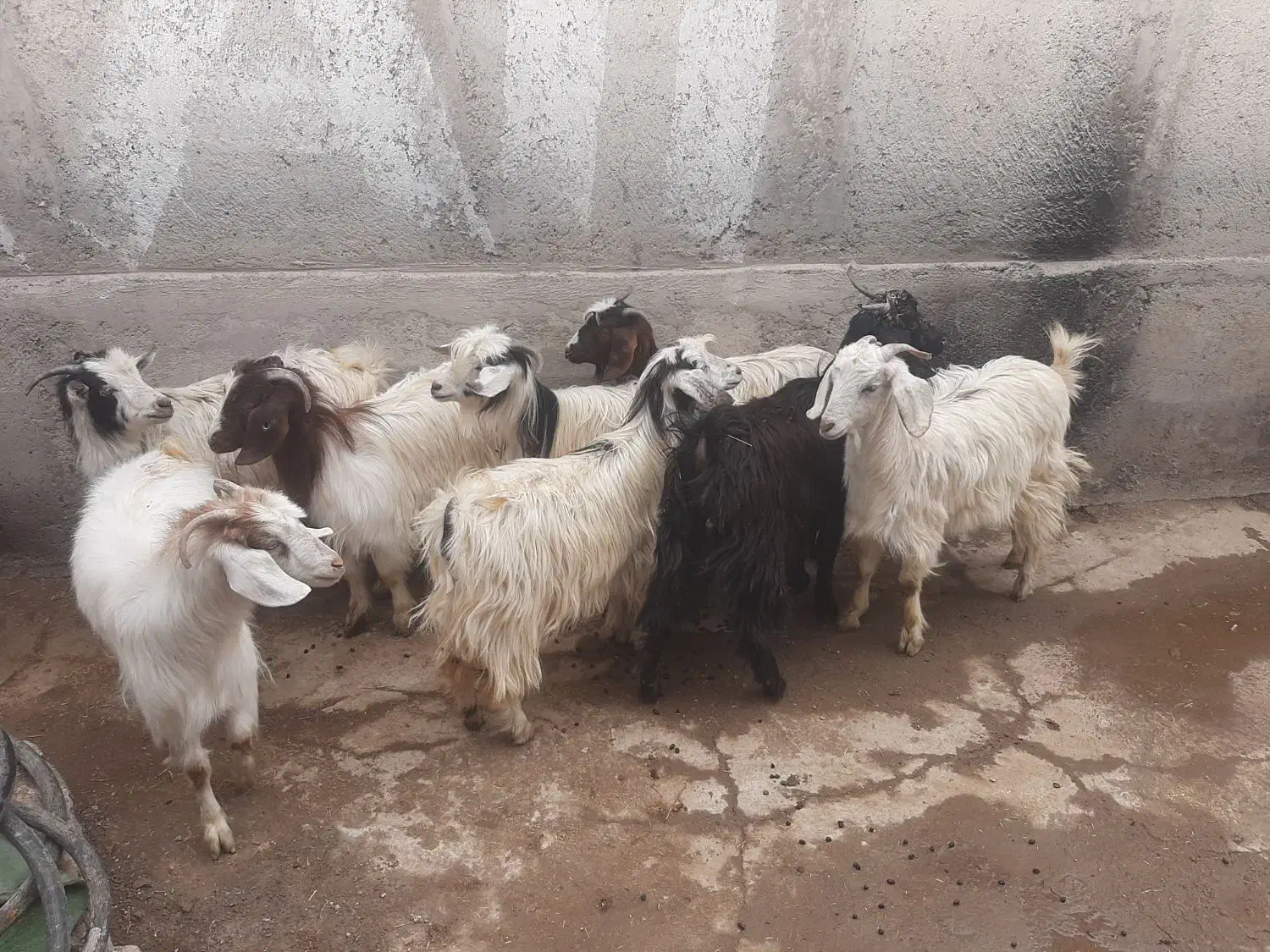 اردبیل میراشرف جاده اردی|حیوانات مزرعه|اردبیل, |دیوار