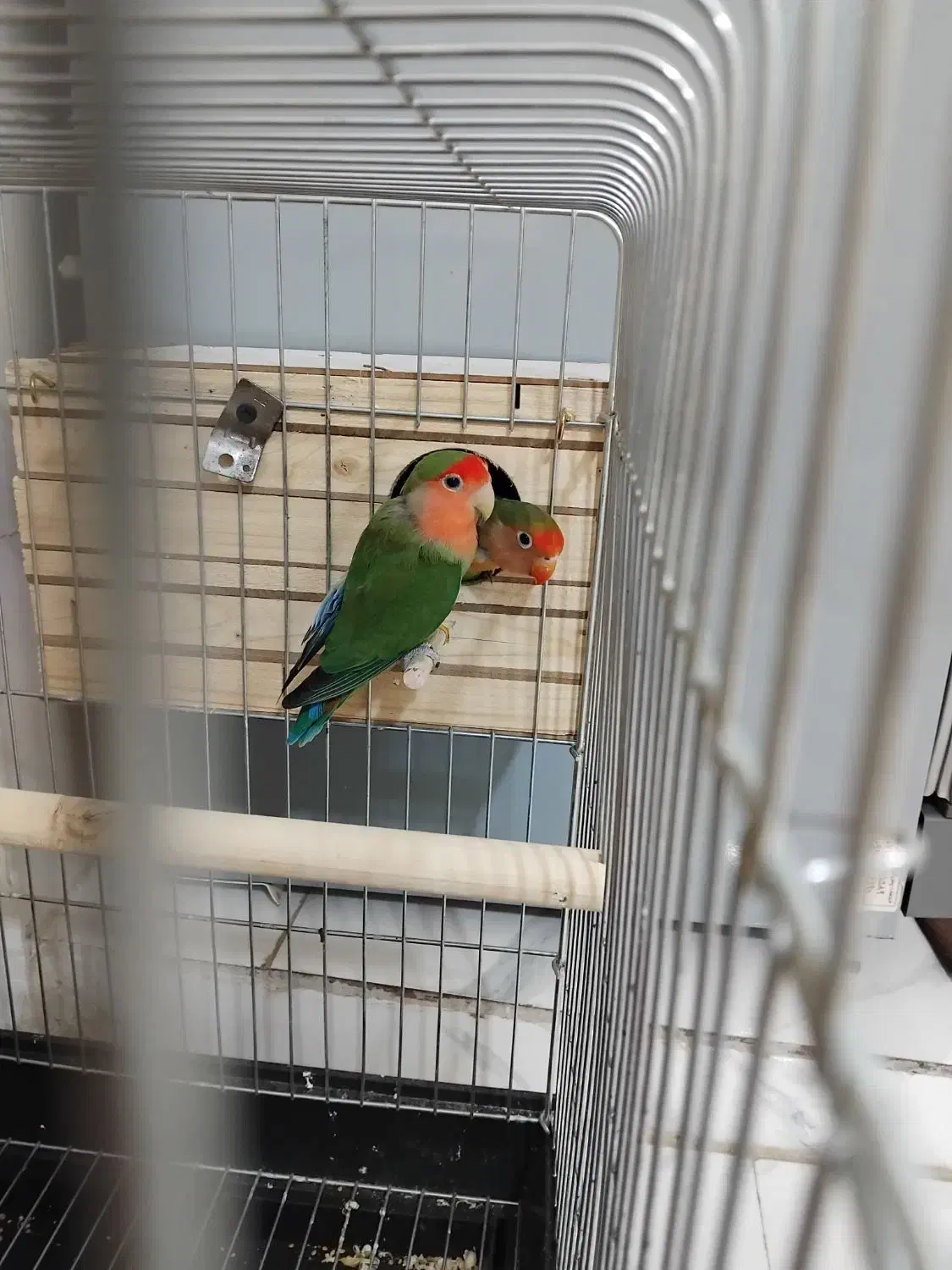 طوطی برزیلی|پرنده|پاکدشت, پاکدشت (مامازند)|دیوار