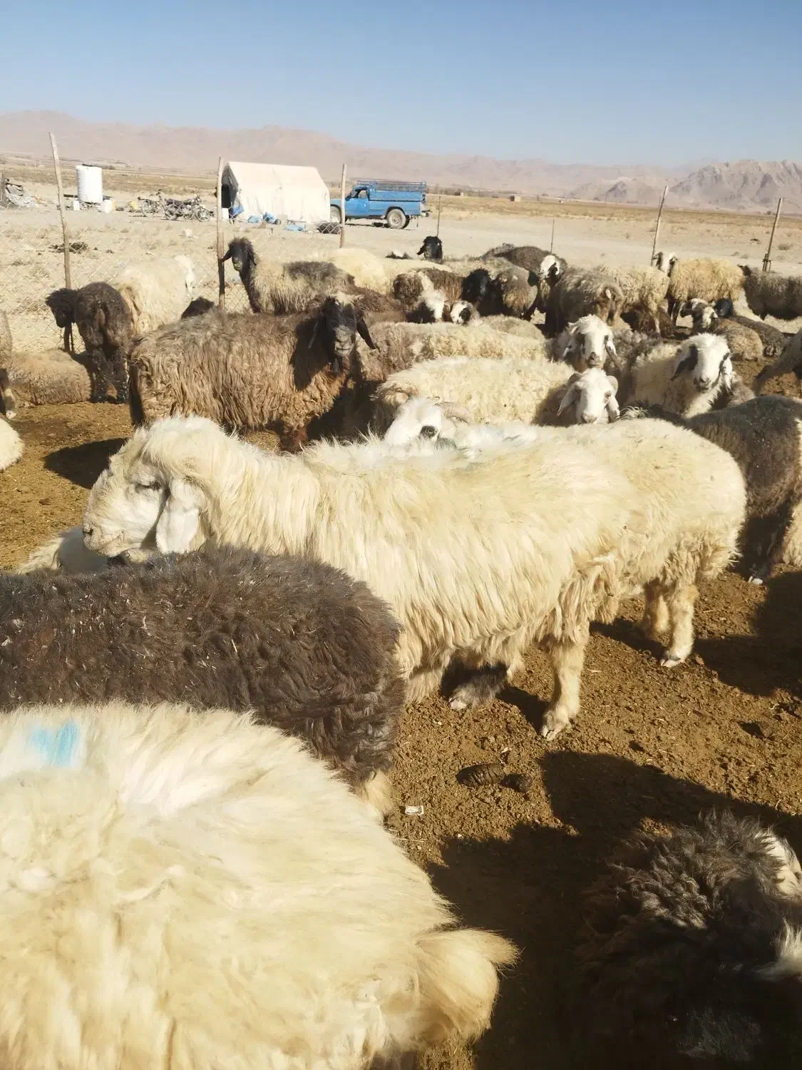 دوراس میش داشتی و یک راس قوچ|حیوانات مزرعه|اقلید, |دیوار