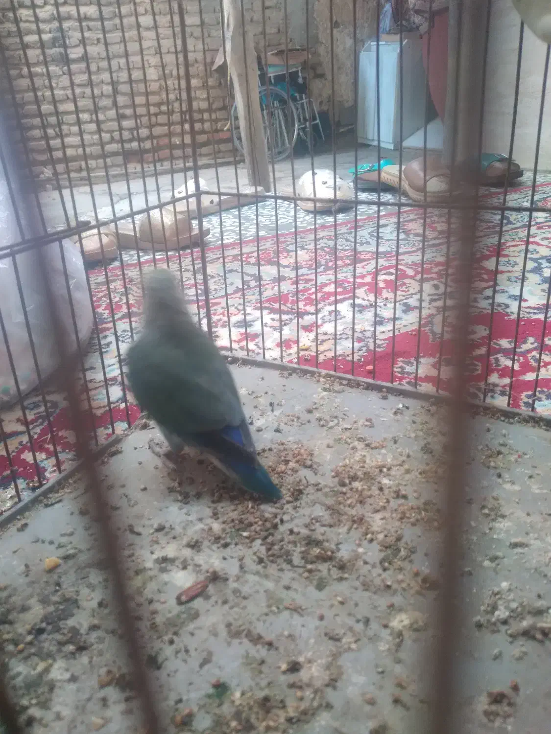 طوطی برزیلی خوش رنگ|پرنده|گنبد کاووس, |دیوار