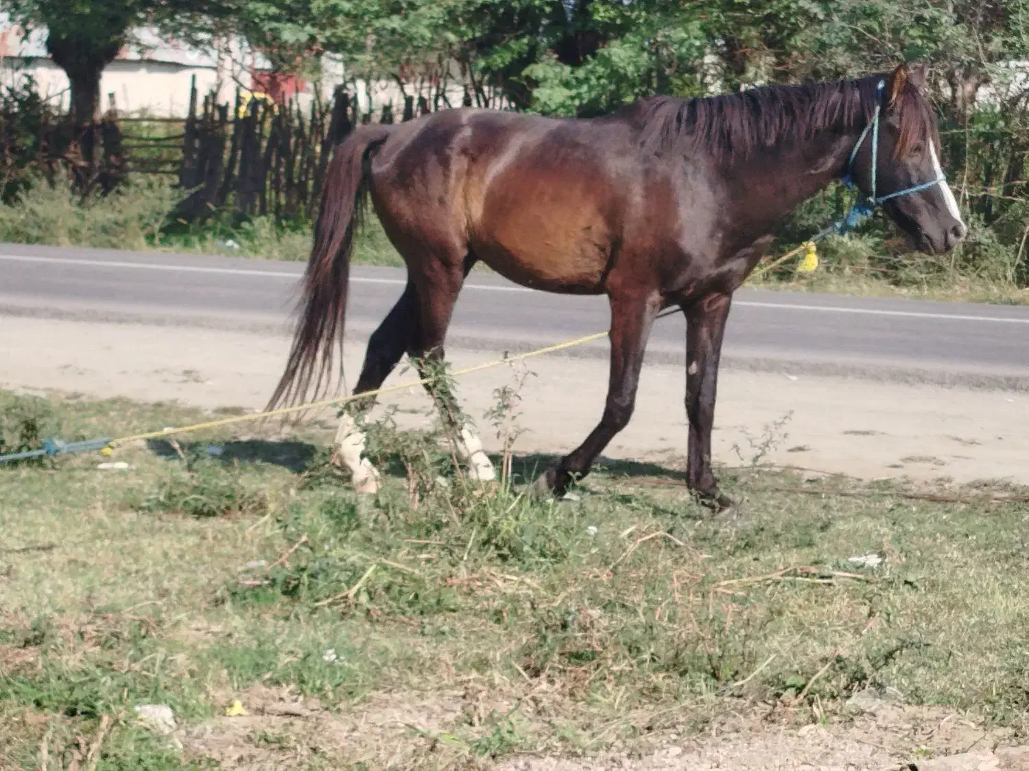 اسب نریان|اسب و تجهیزات اسبسواری|فومن, |دیوار
