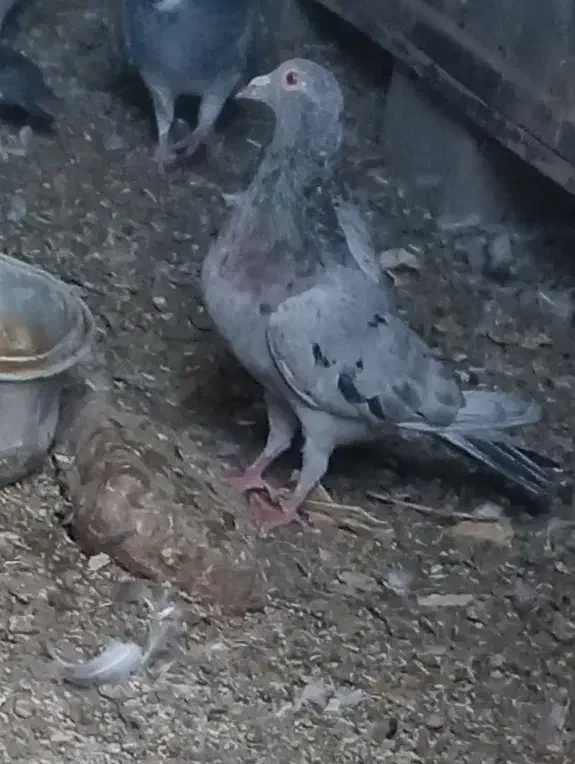 کبوتر|پرنده|عجب شیر, |دیوار