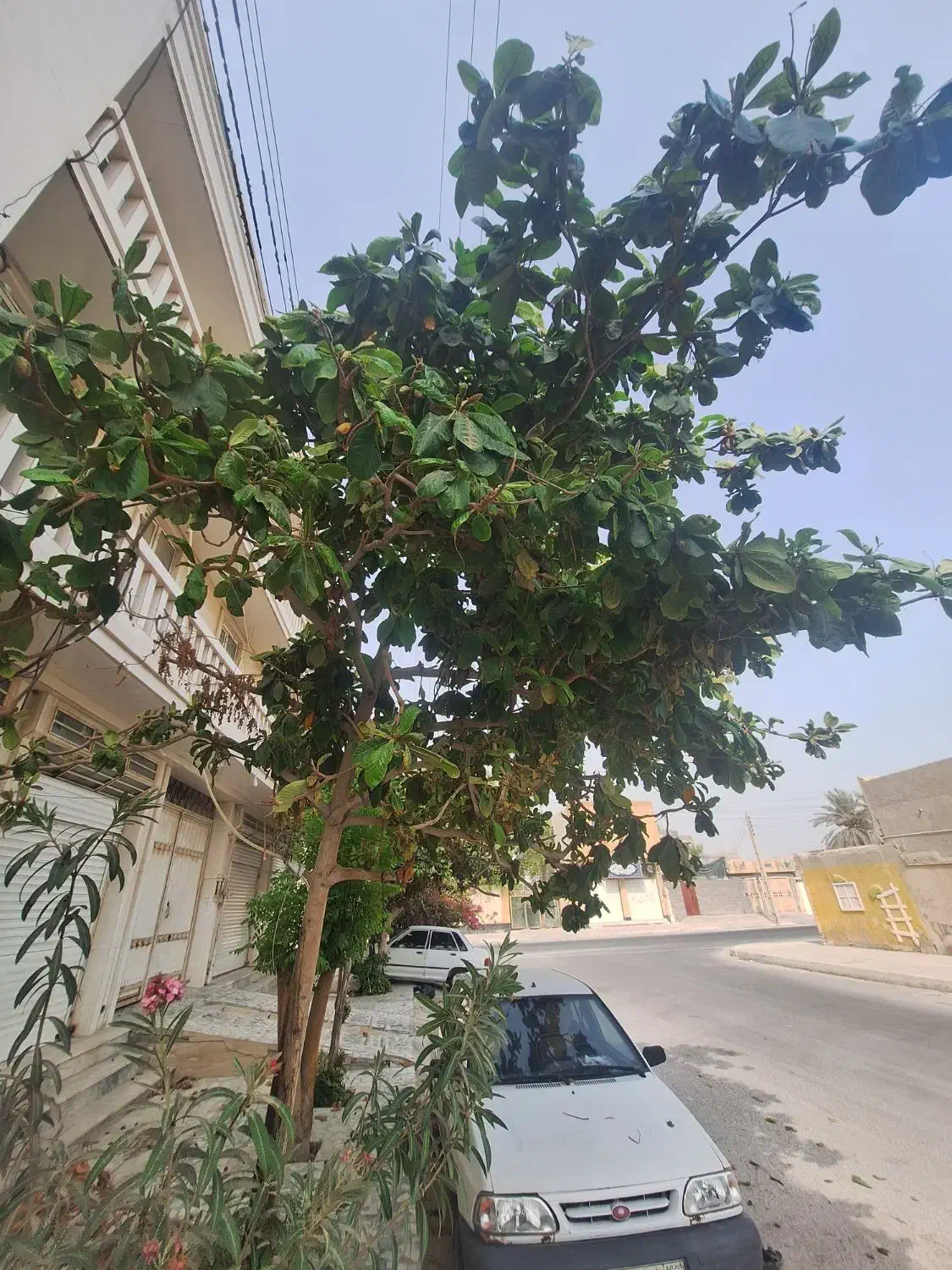 یک واحد آپارتمان در ۵۹ واحدی قائم۳|فروش آپارتمان|بندر کنگان, |دیوار