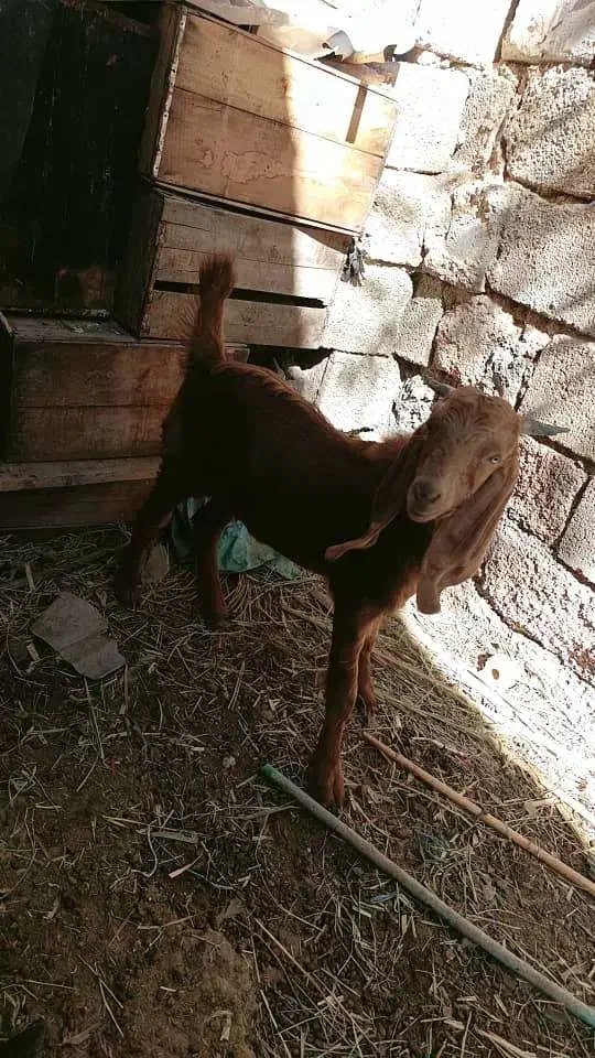 6500|حیوانات مزرعه|شادگان, |دیوار