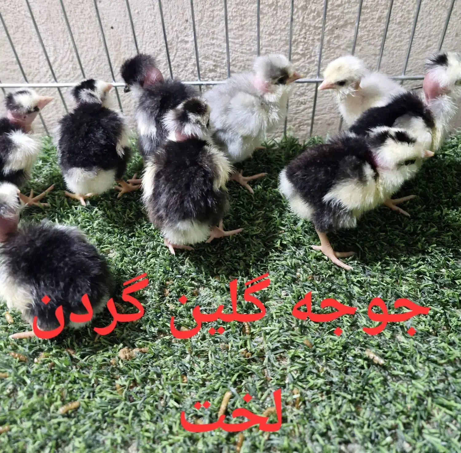 مرغ و خروس گلین خال سوزنی،گلین گردن لخت،جوجه گلین|حیوانات مزرعه|خمینی‌شهر, |دیوار